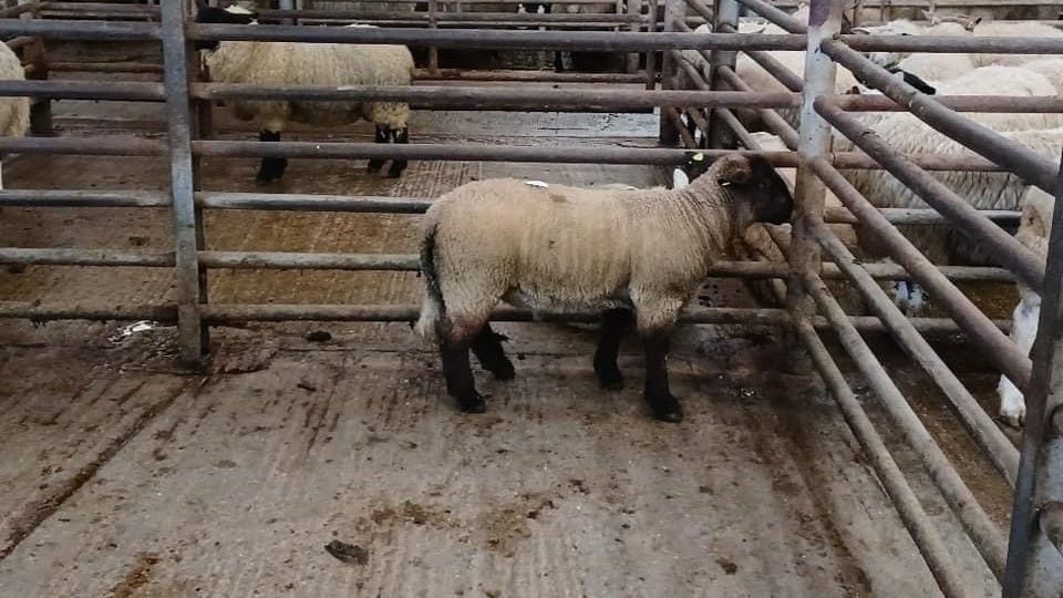 This 50kg spring lamb sold for €175 at Enniscorthy Mart last Wednesday