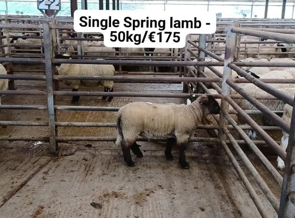 This 50kg spring lamb sold for €175 at Enniscorthy Mart last Wednesday