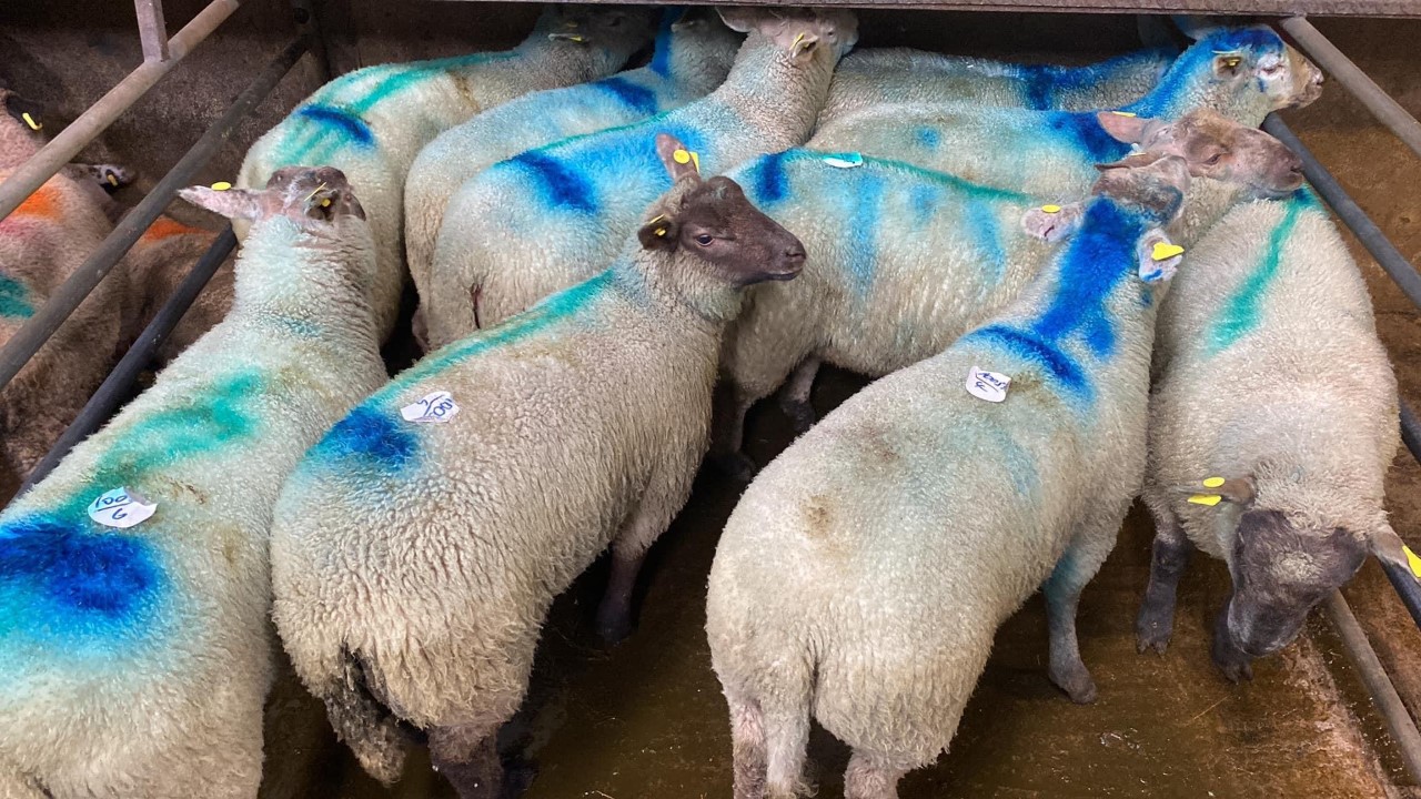 A mix of 45kg and 48kg spring lambs that both sold for €164/head at Carnaross Mart  during the week