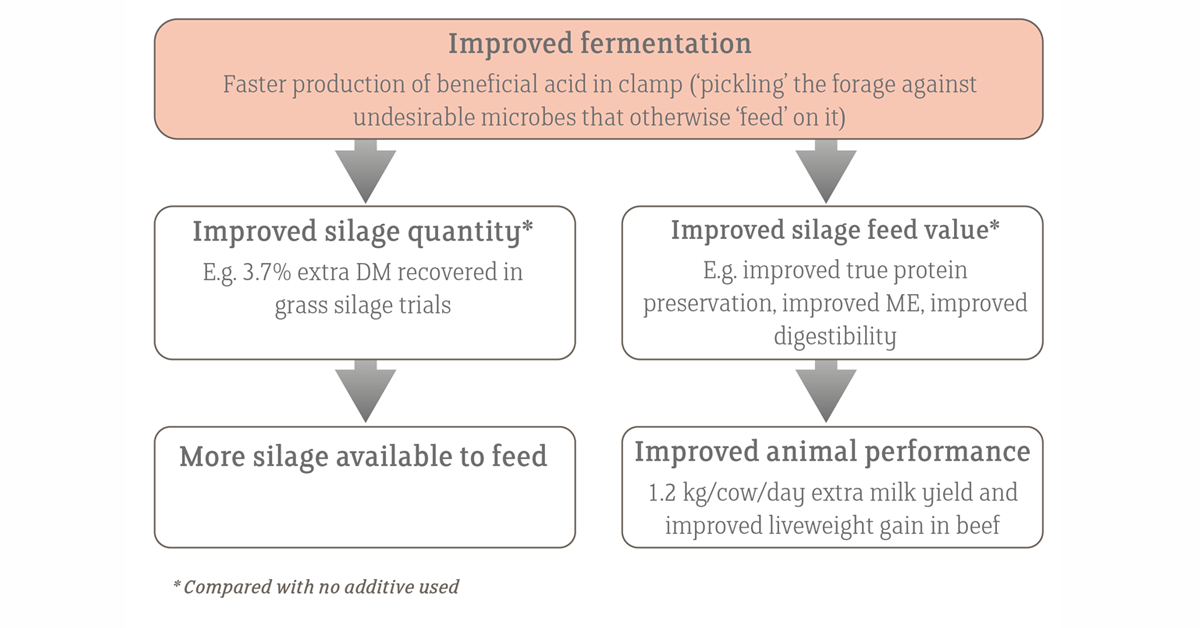 Sequential benefits of Lactobacillus plantarum MTD/1 (Ecosyl) treatment based on research