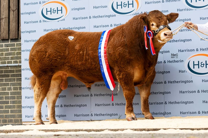 Overall Champion Graiggoch Rambo. Sale price: 180,000gns