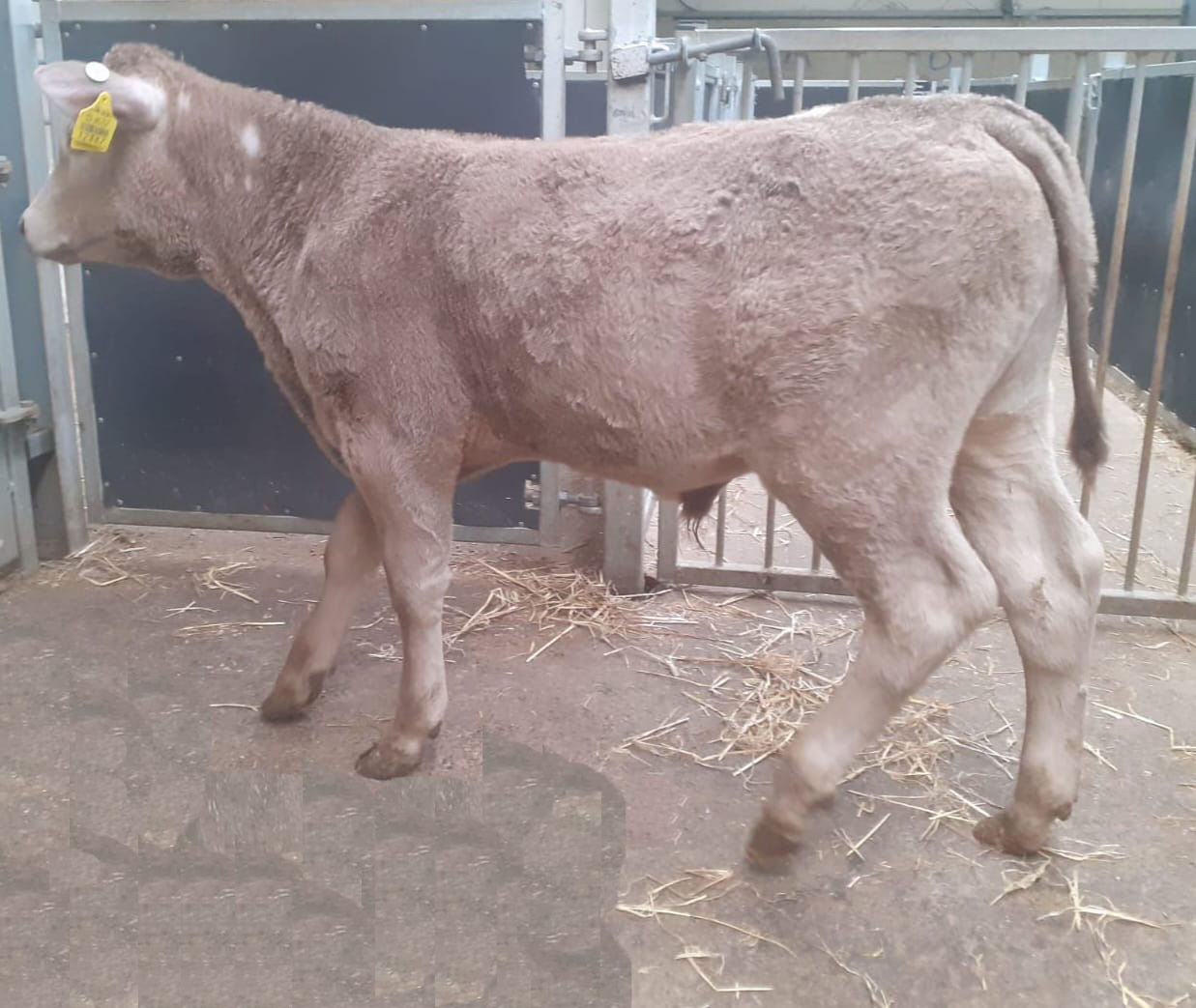 This five-week-old Charolais-cross bull made €465