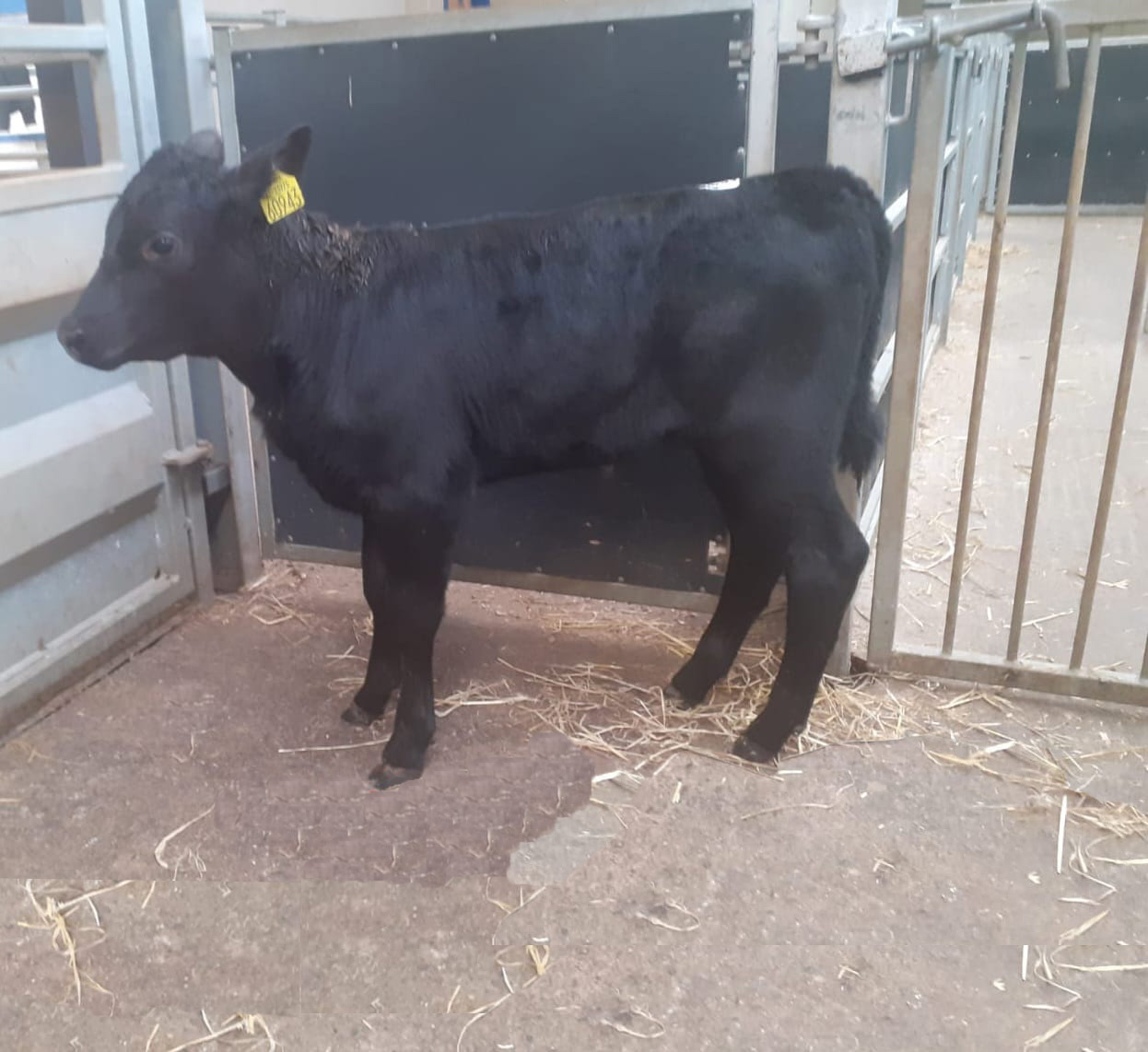 This five-week-old Angus-cross heifer sold for €300