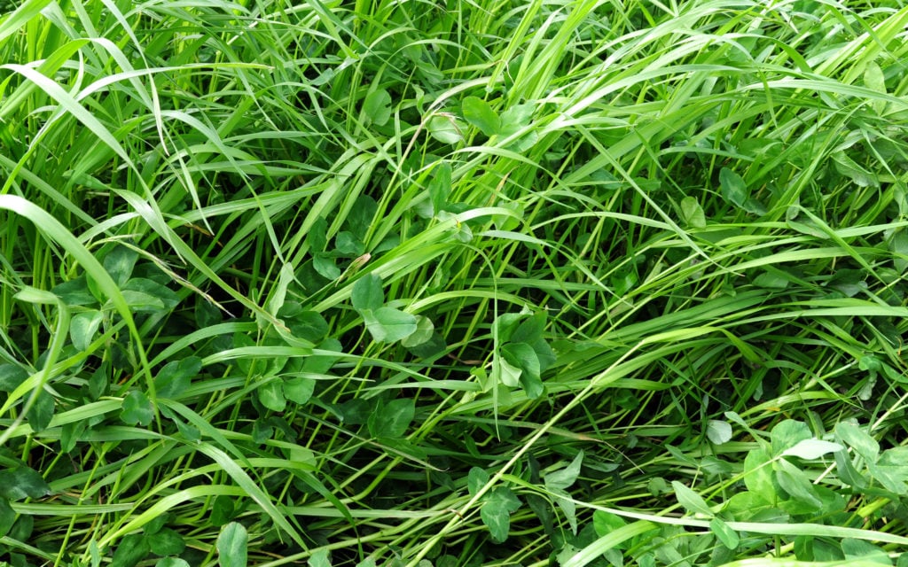 A good stand of clover was present within the sward