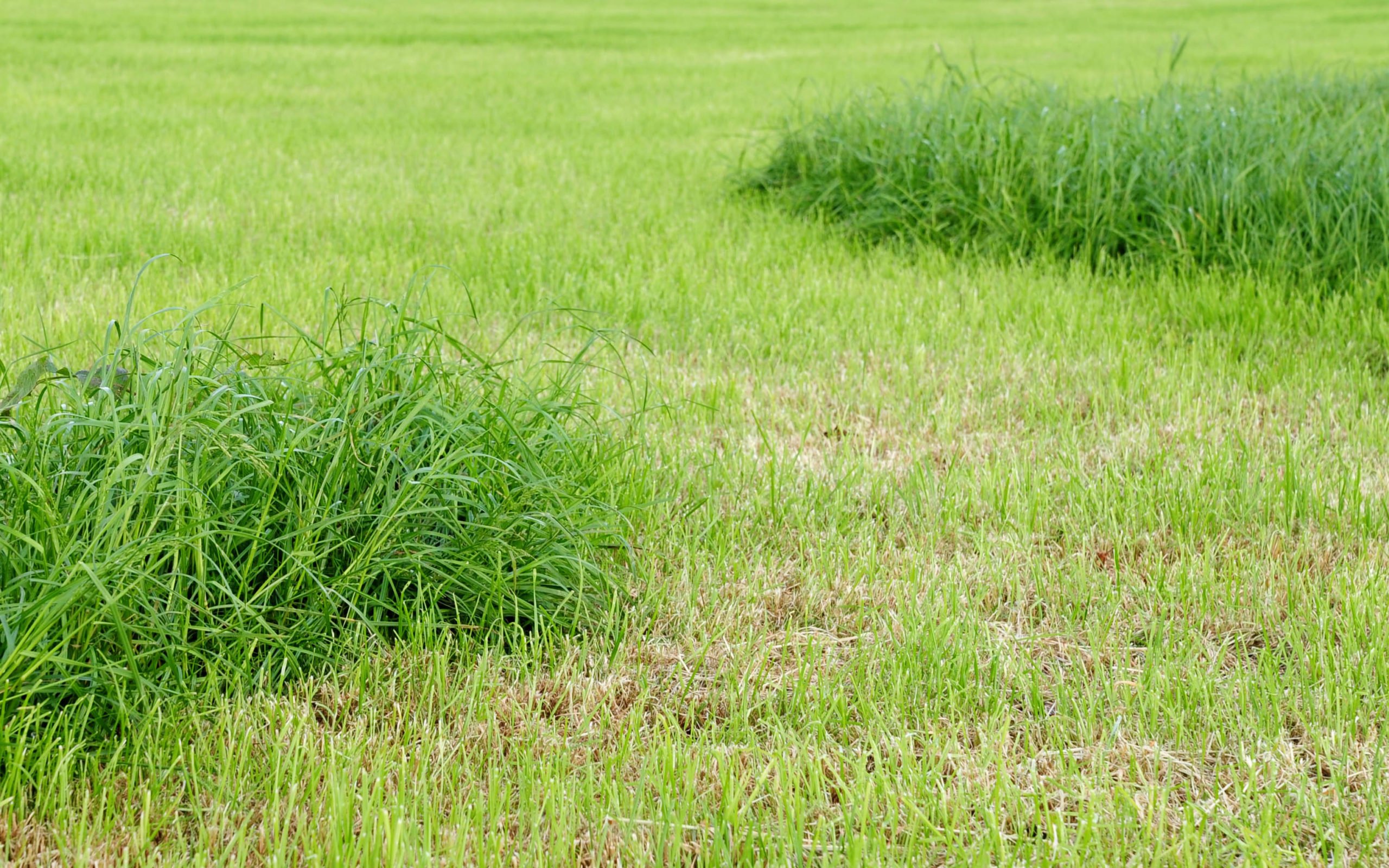 Five days after first cut the grass is growing back evenly  across the field