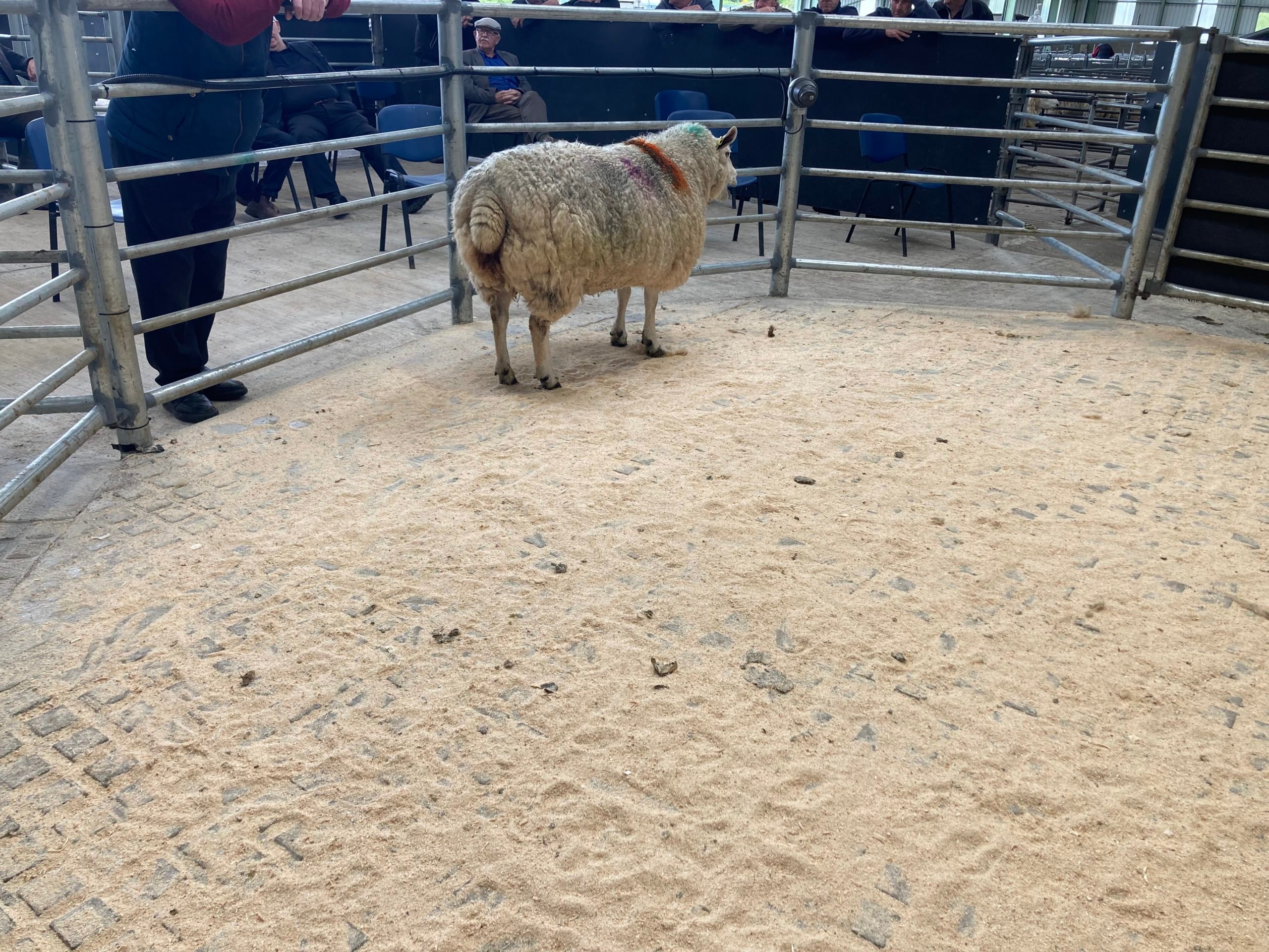 This ewe weighing 94kg sold for €194