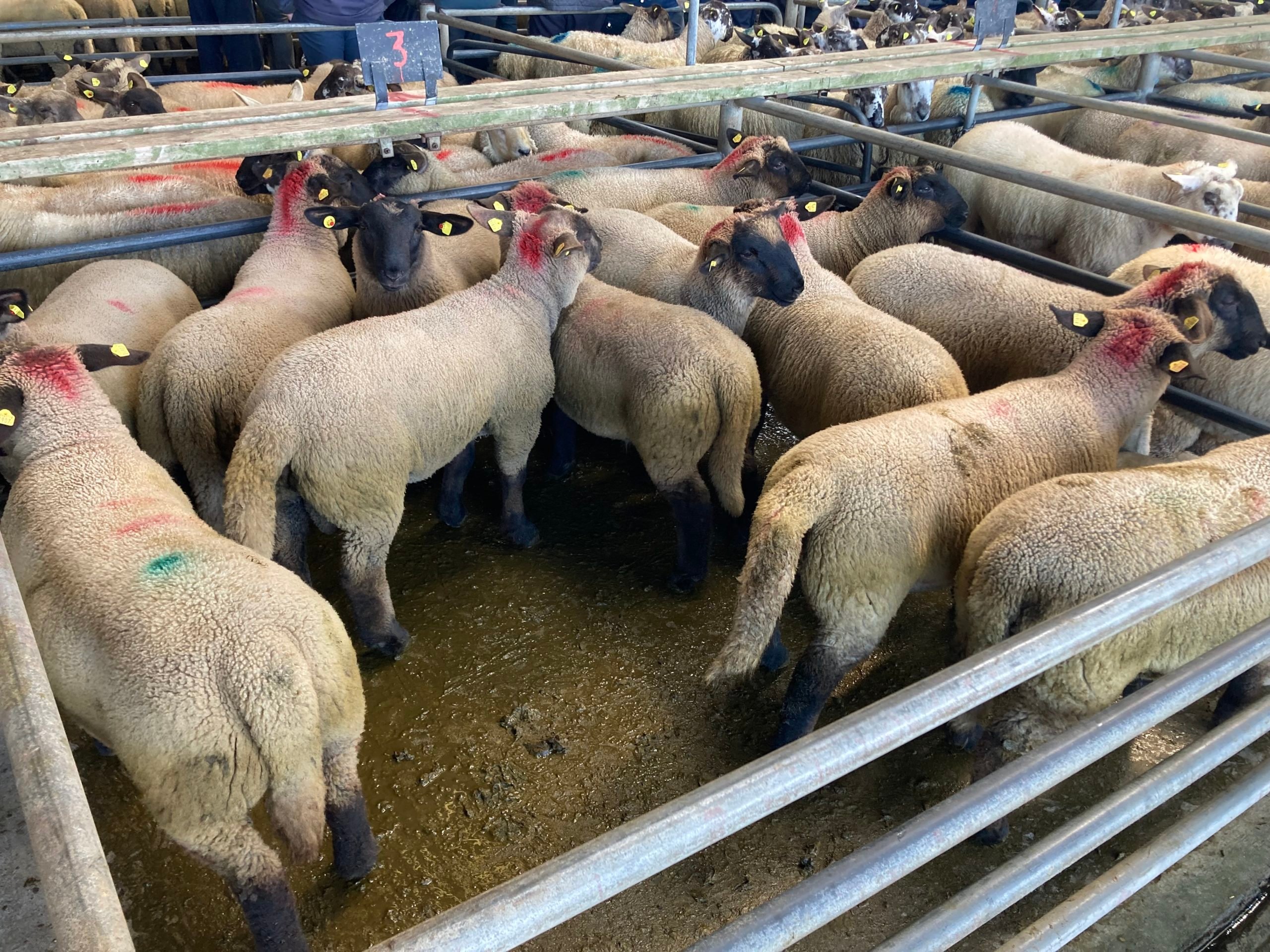Weighing 46kg, this pen of lambs sold for €170/head