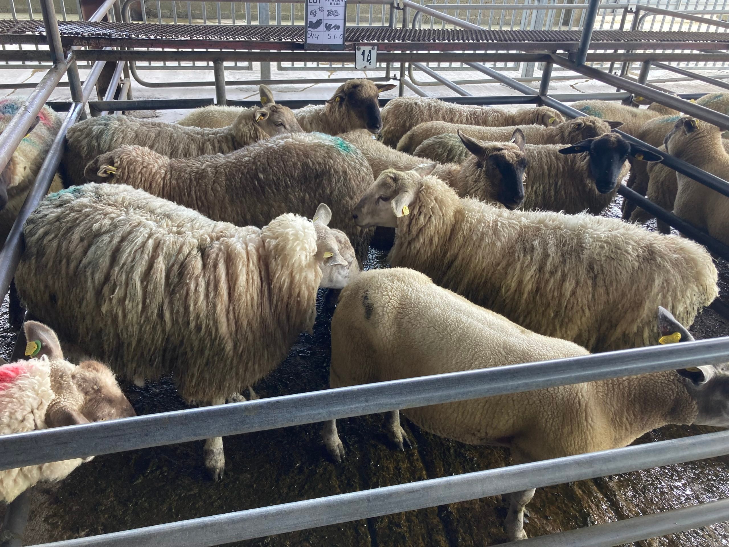 These 51kg hoggets sold for €163/head