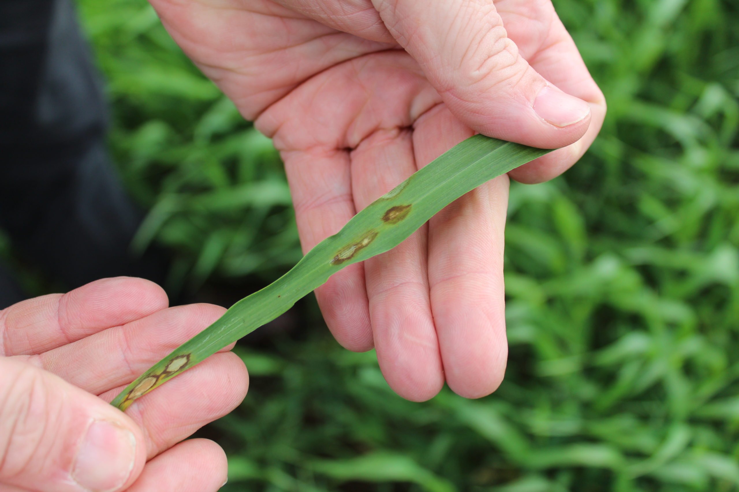 Rhyncosporium infection levels are fast rising in barley crops across Northern Ireland