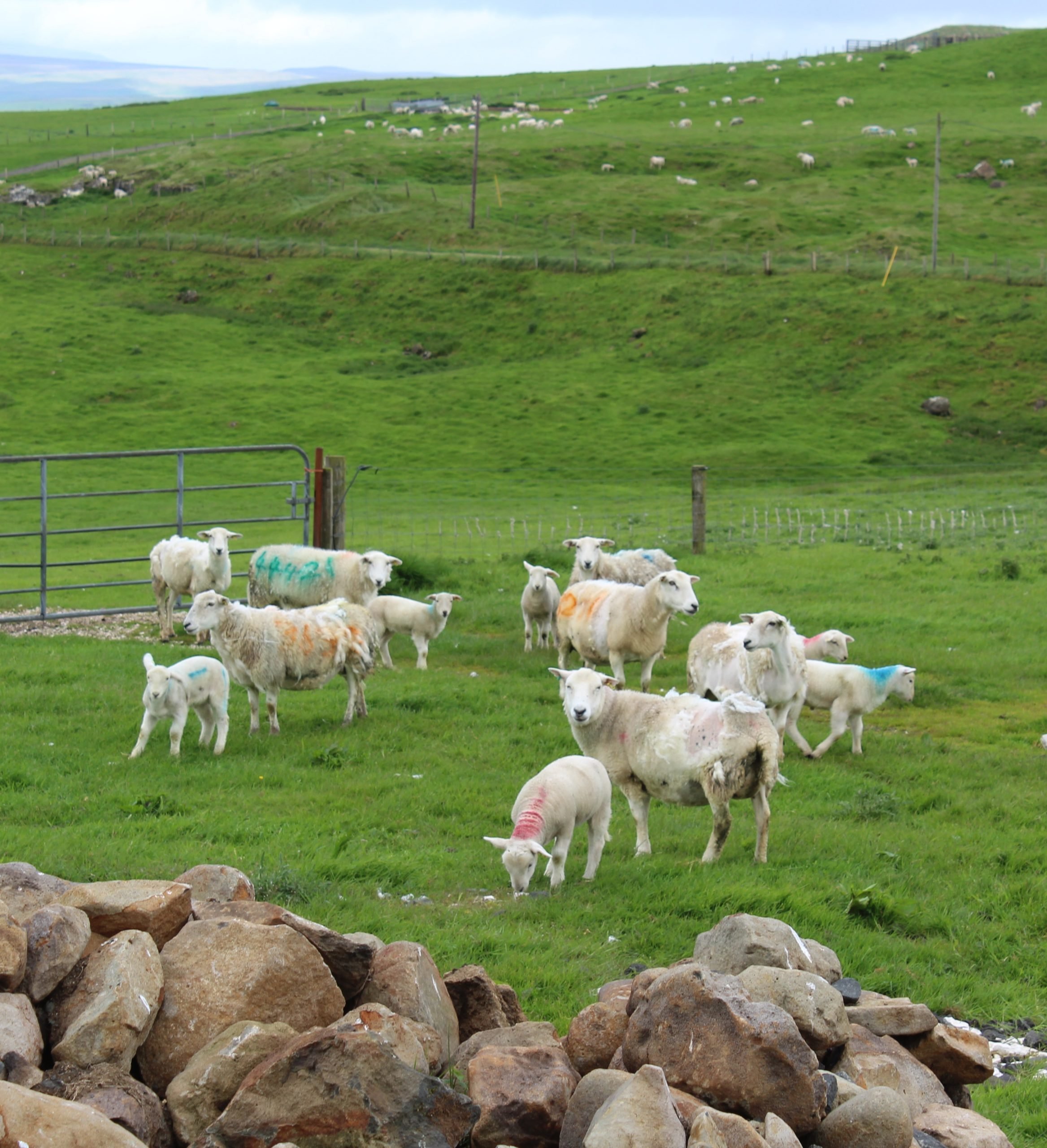 EasyCare ewes with lambs at foot