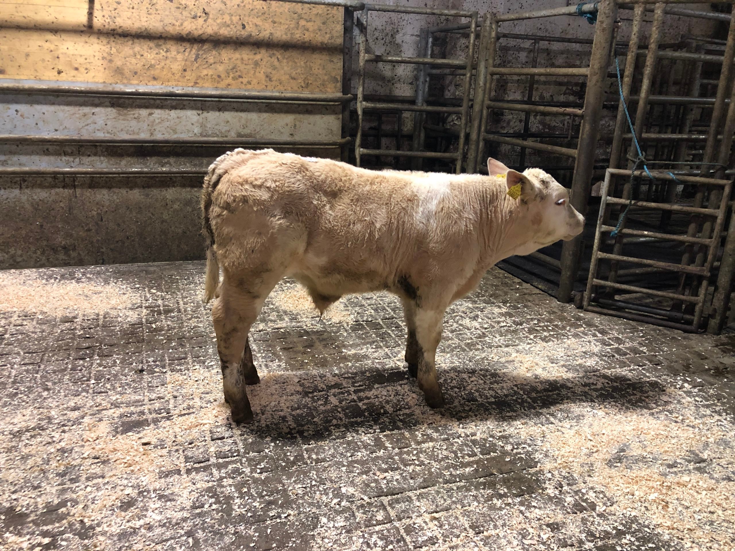 This March-born Charolais bull calf sold for €670