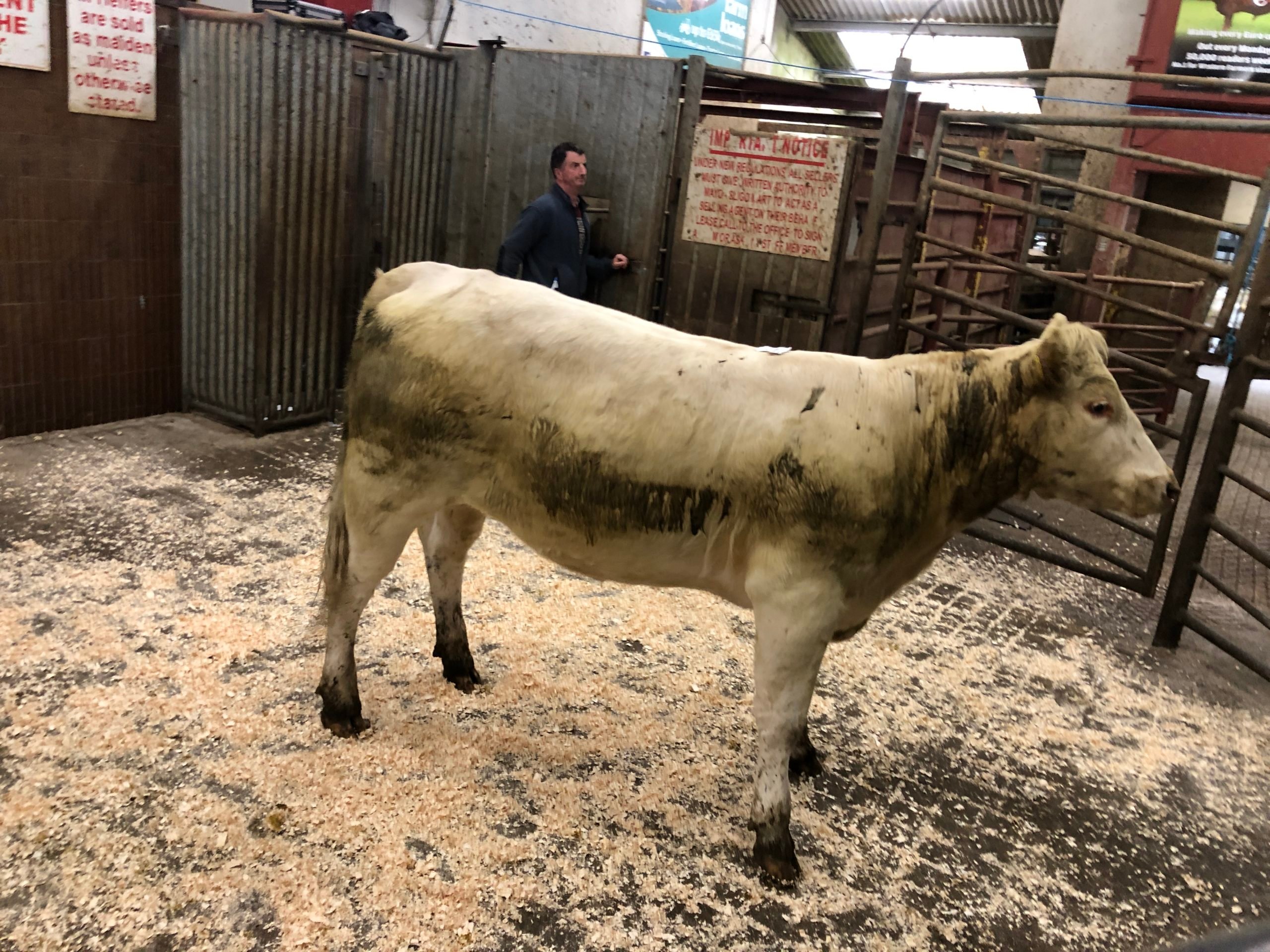 This 500kg Charolais heifer sold for €1,440, or €2.88/kg