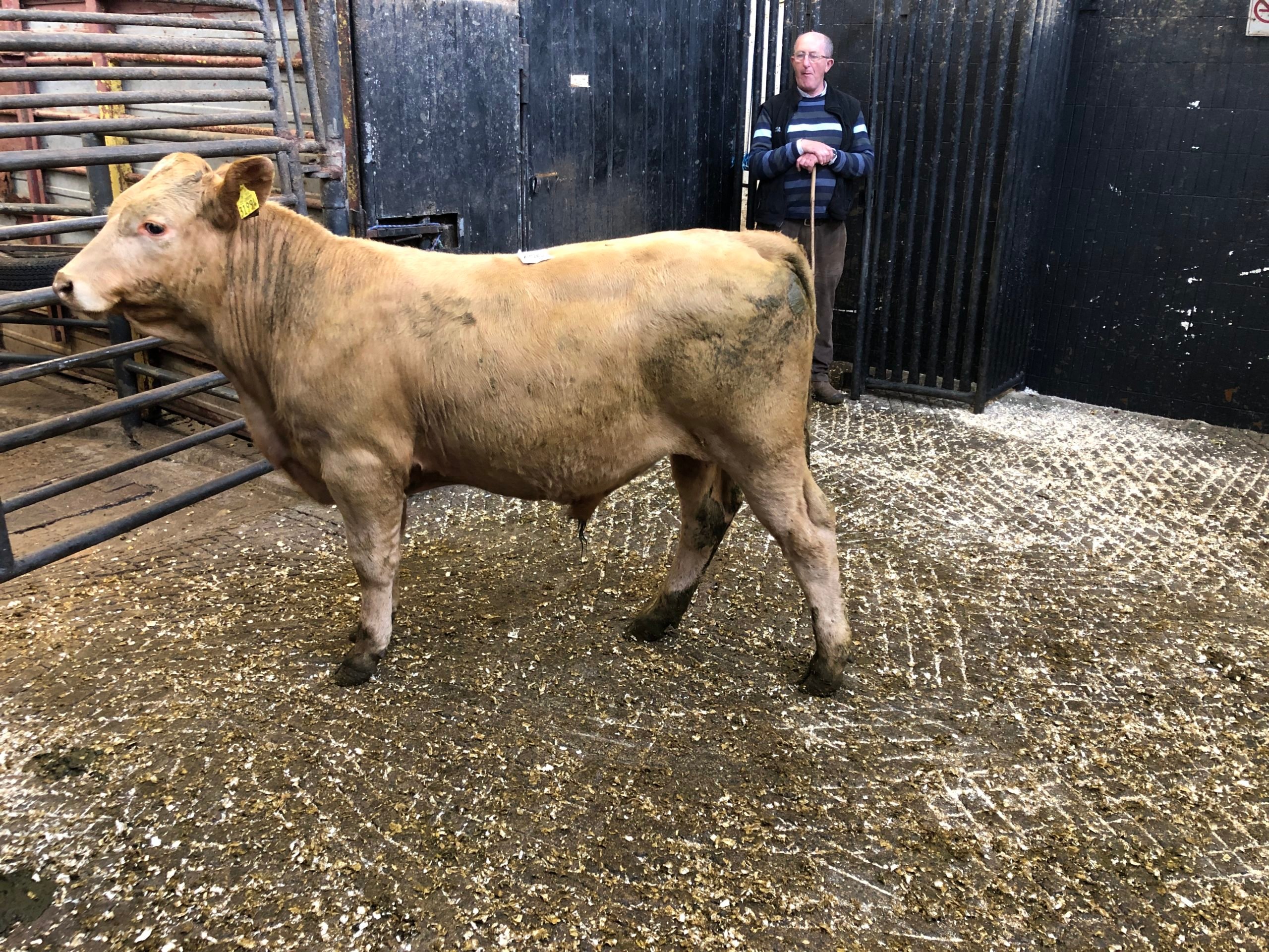 This 300kg Charolais bull sold for €980, or €3.26/kg