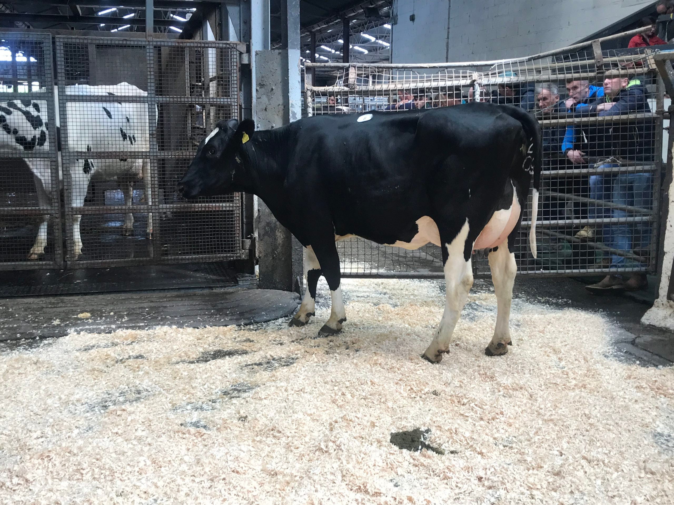 Lot 6: Sired by Moorabby Leister sold for 3,850gns
