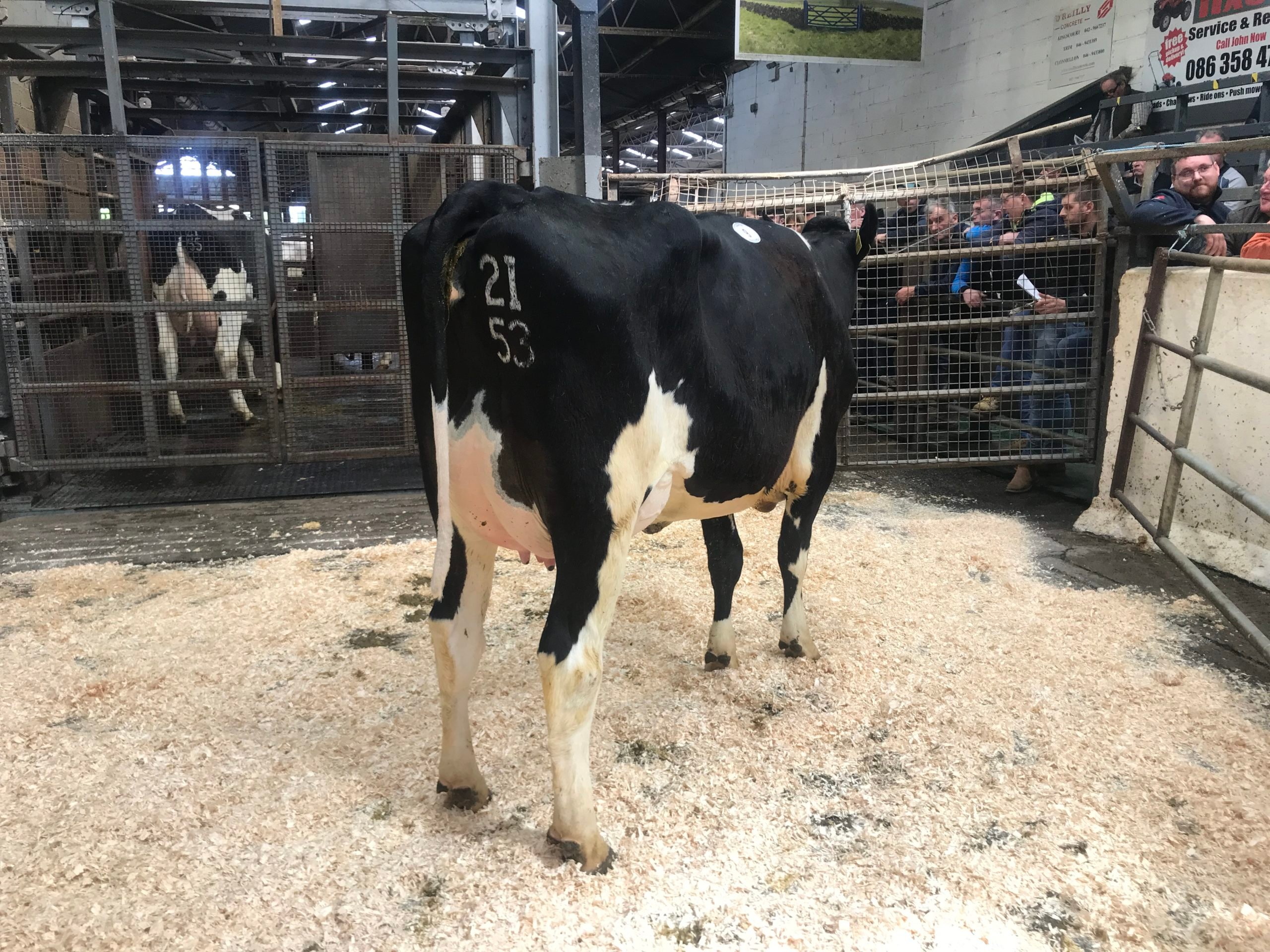 Lot 9 Maurill Peresus 2153