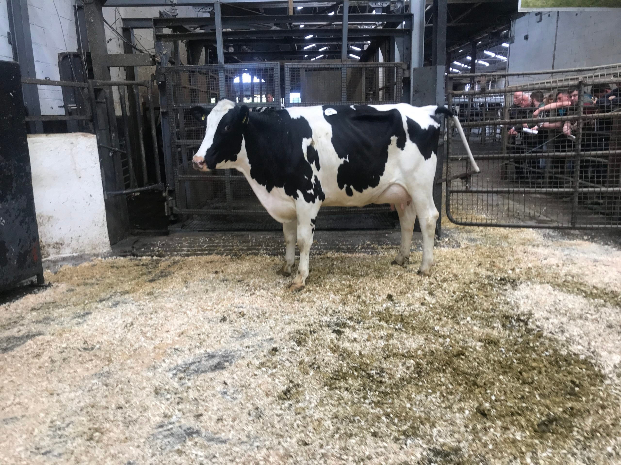 Lot 40 Maurill Bloom Imacow