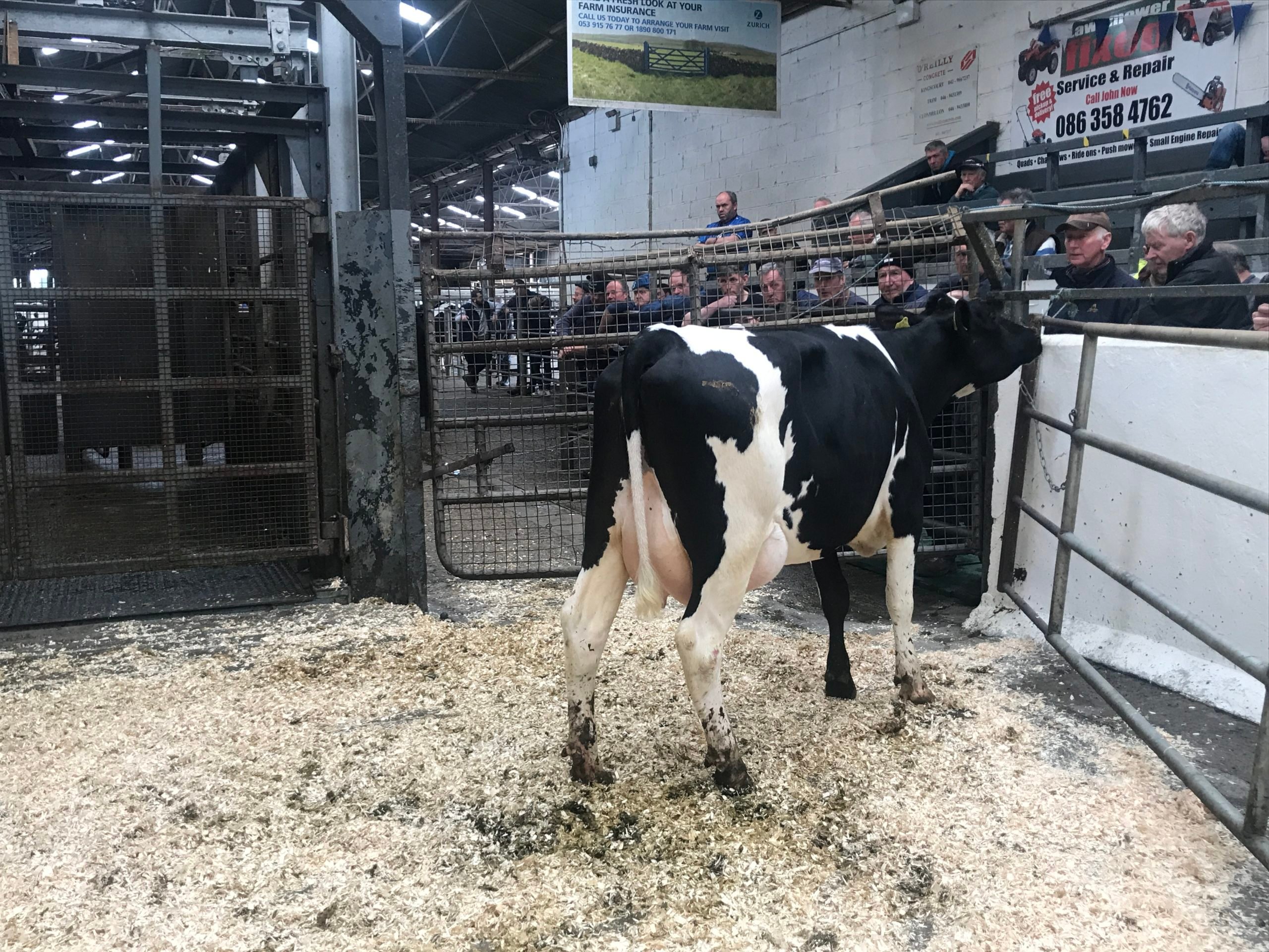 Lot 4: Calved 10 days, sold for €2,340