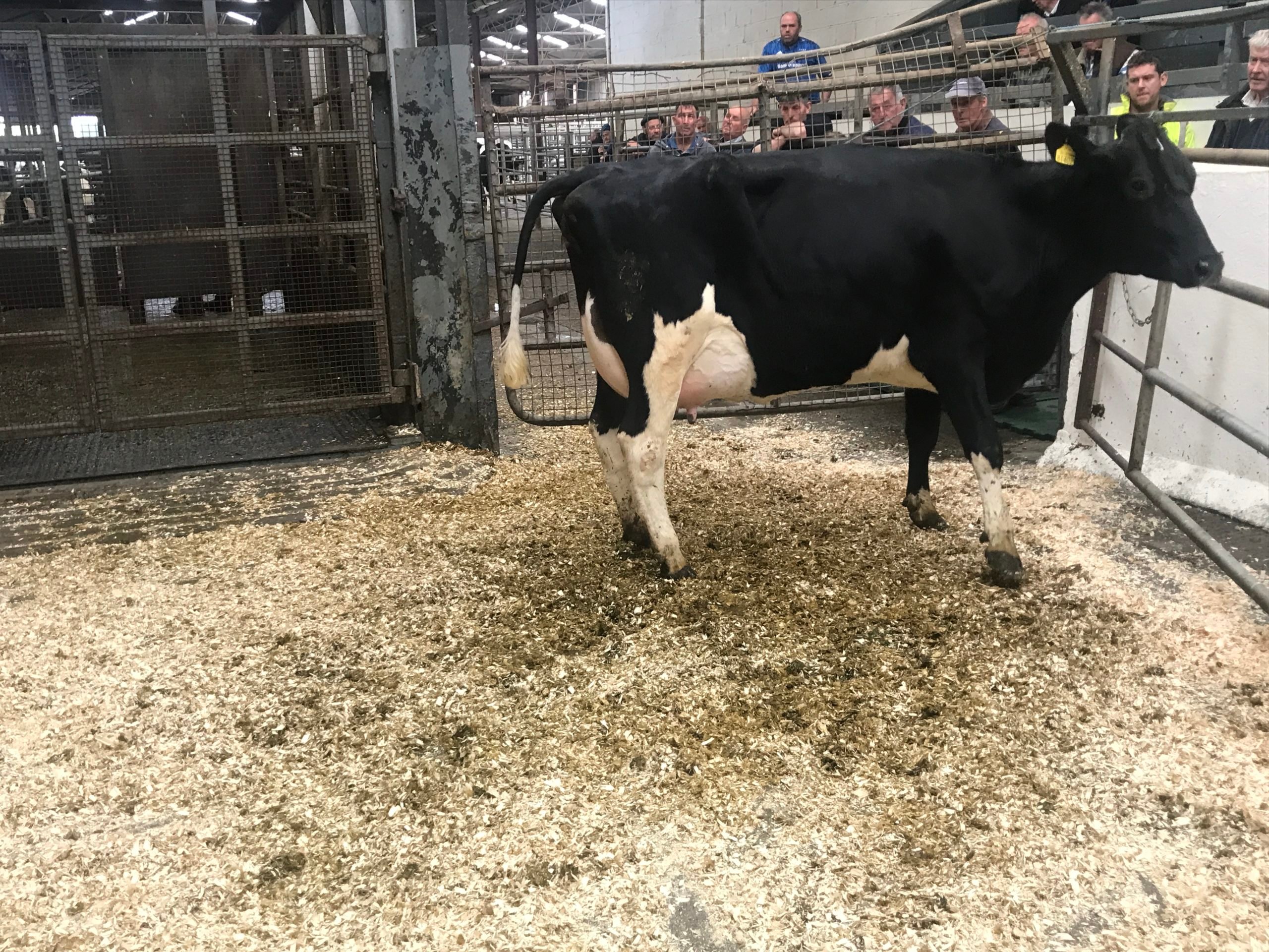 Lot 6: This freshly calved second-lactation cow sold €2,700