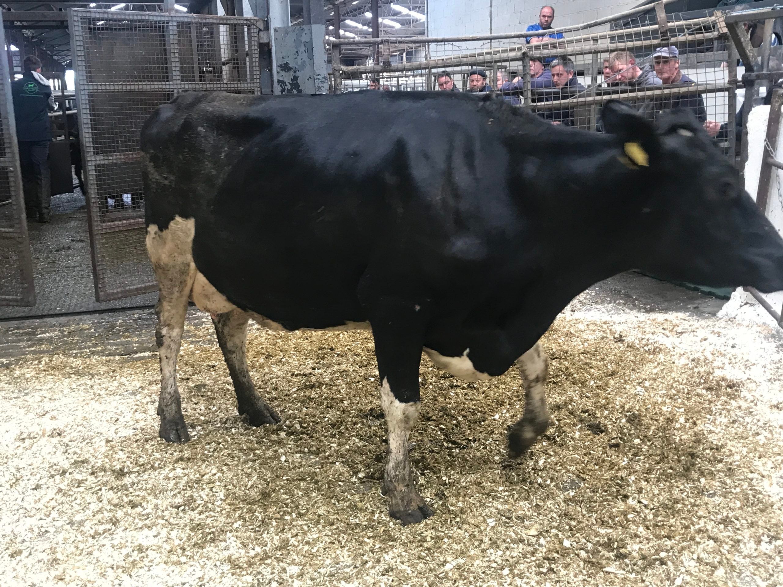 This cow carrying her third calf, with an economic breeding index of 146 , sold for €1,820