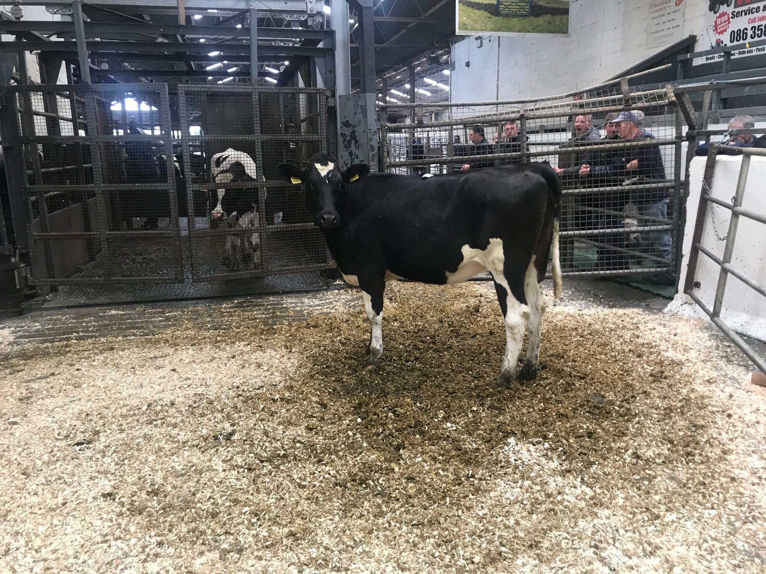Lot 102: This 13-month heifer sold for €680