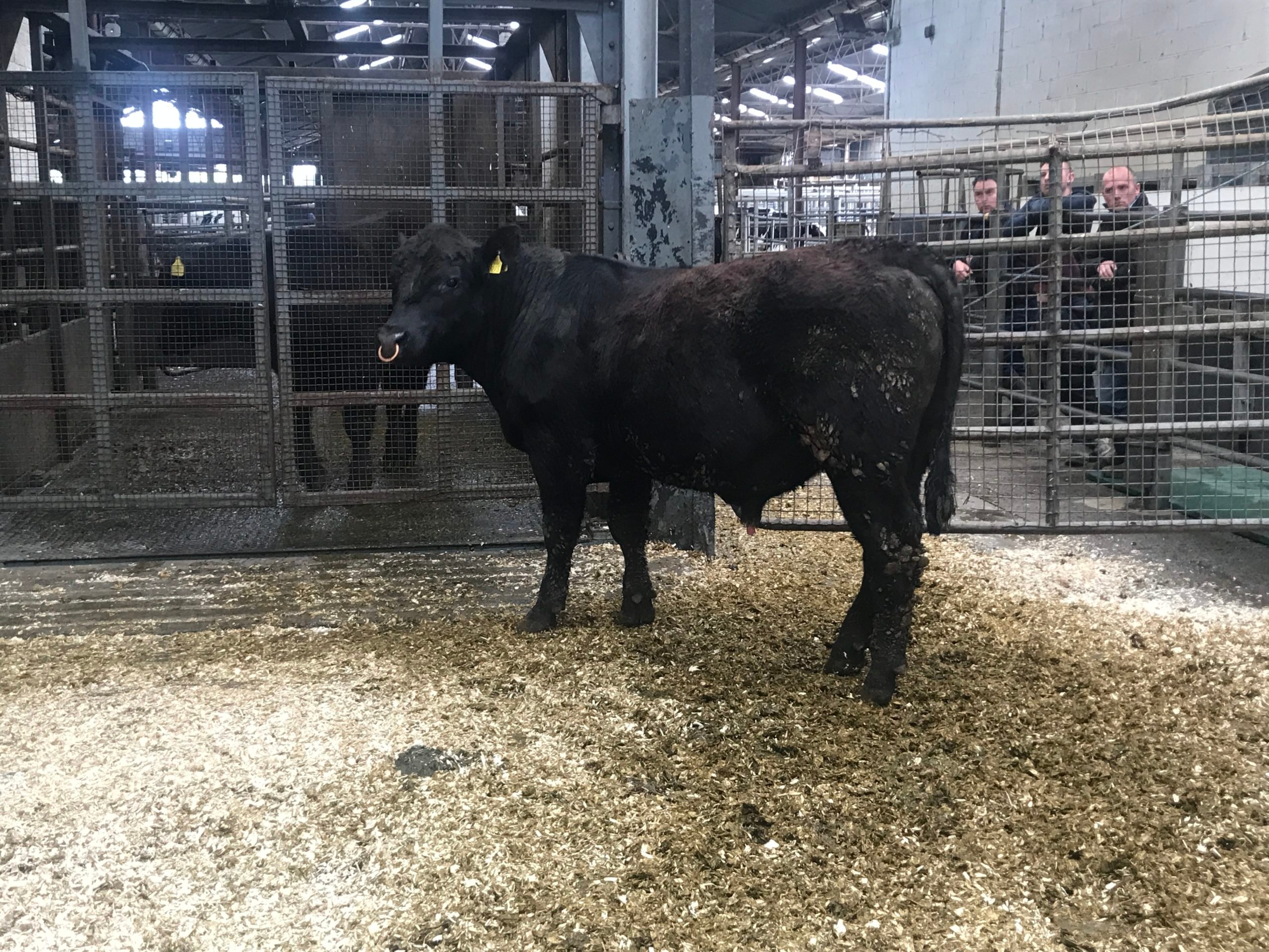 This Angus bull, whose sire ordinated from the Gigginstown herd sold for €1,920