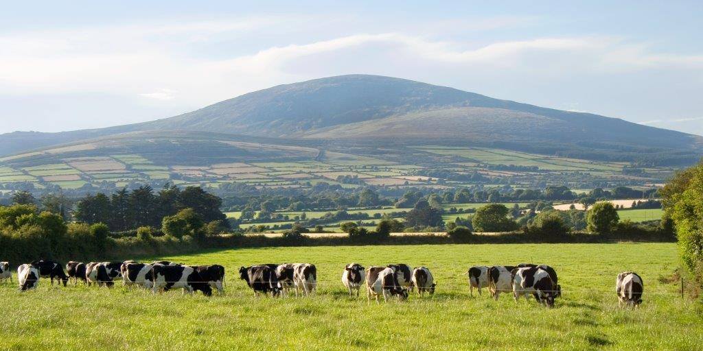 Image: Killowen Farm facebook