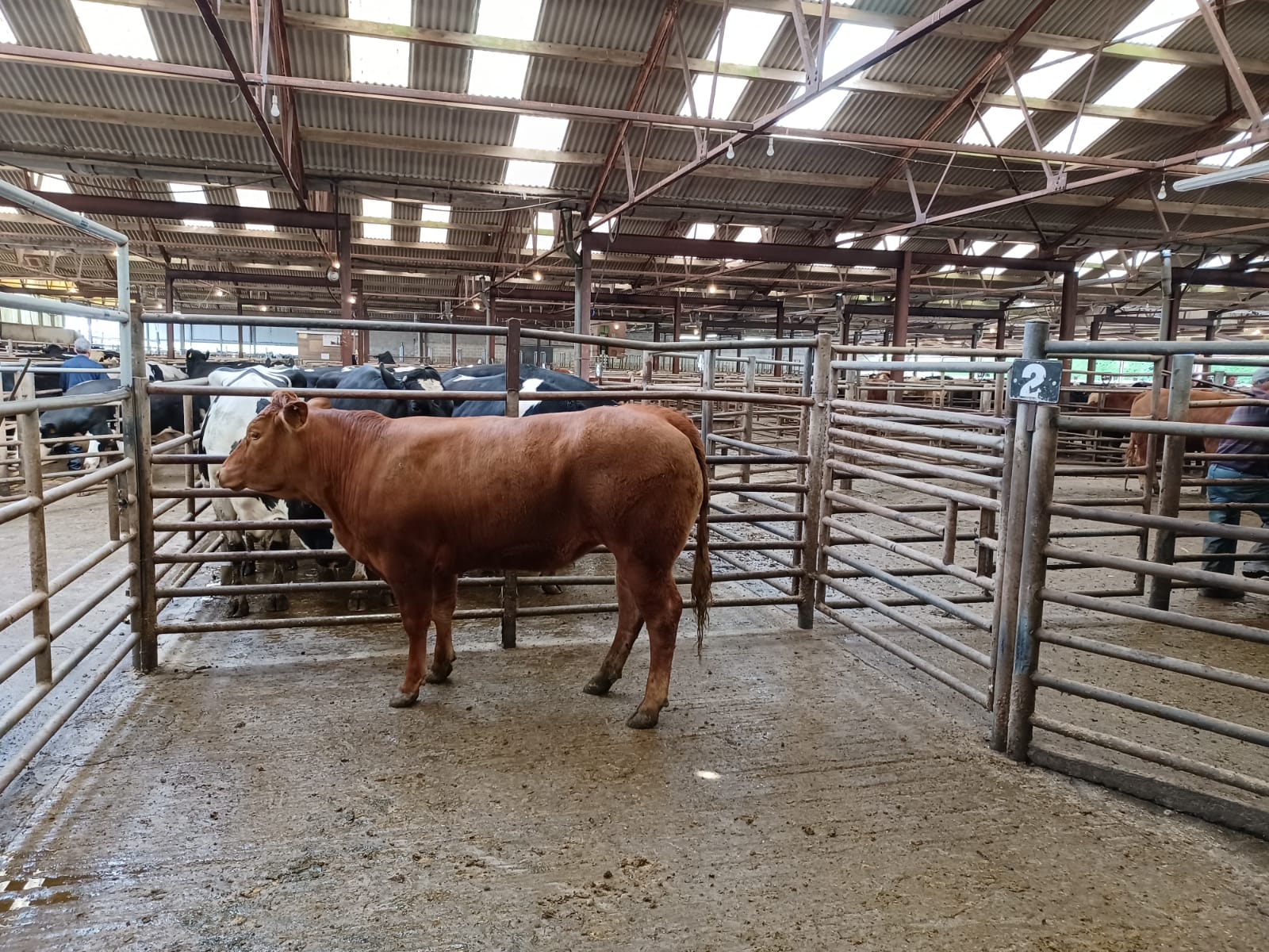 This Limousin heifer weighing 510kg sold for €1,460, or €2.86/kg