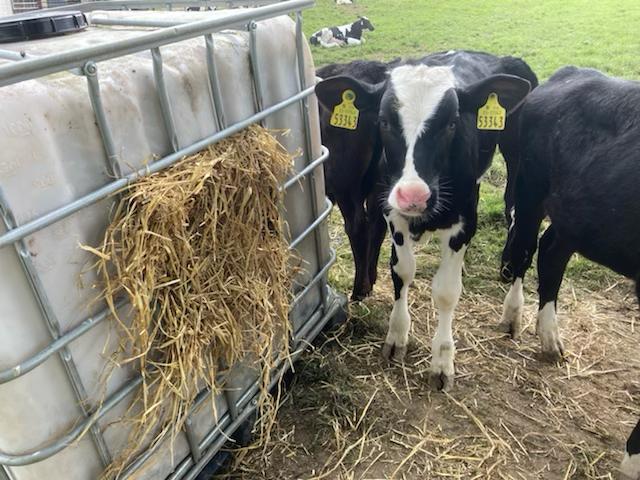 Straw fed to calves using a converted IBC tank
