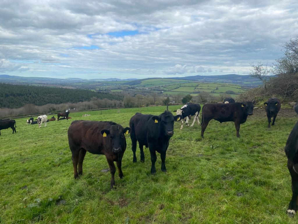 2021 born cattle on the ABP Demo Farm which will be finished later this year