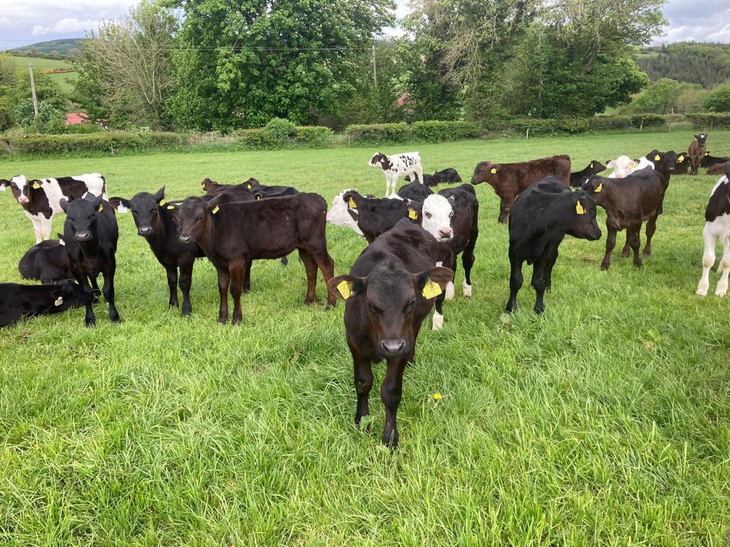 Some of the calves out grazing on the ABP Demo Farm