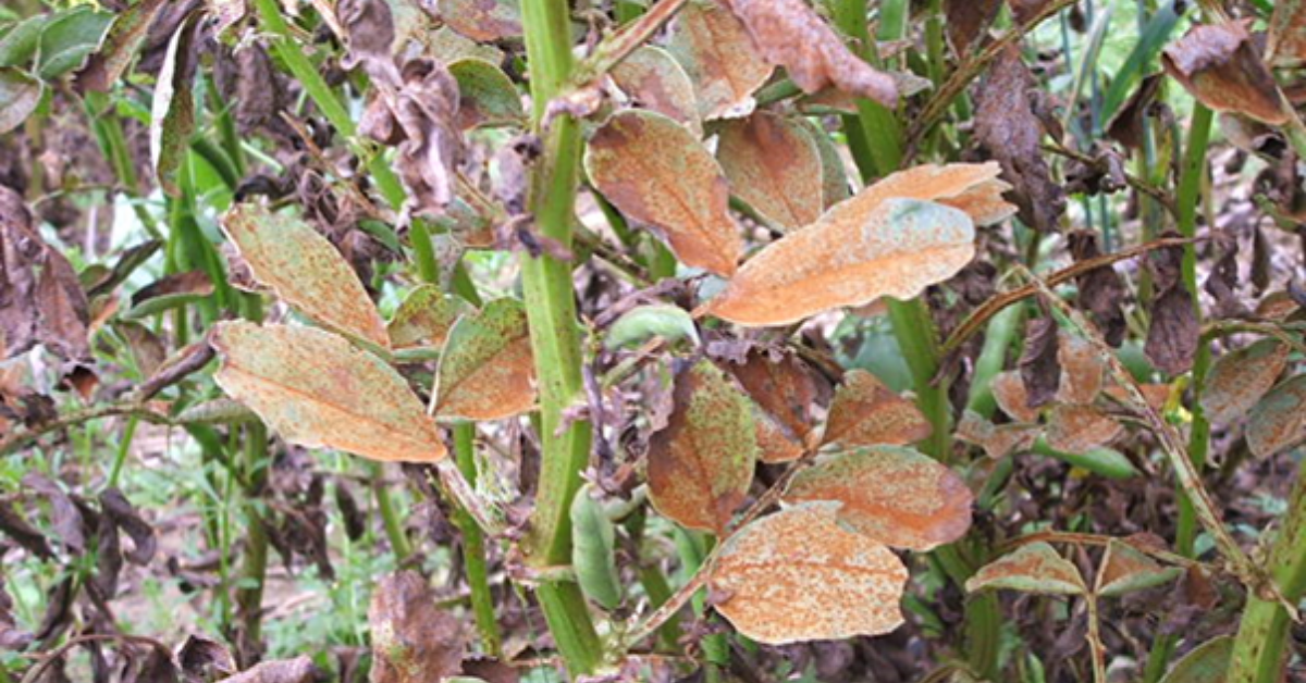 Conditions over the past few seasons have seen rust develop to become increasingly common in field beans