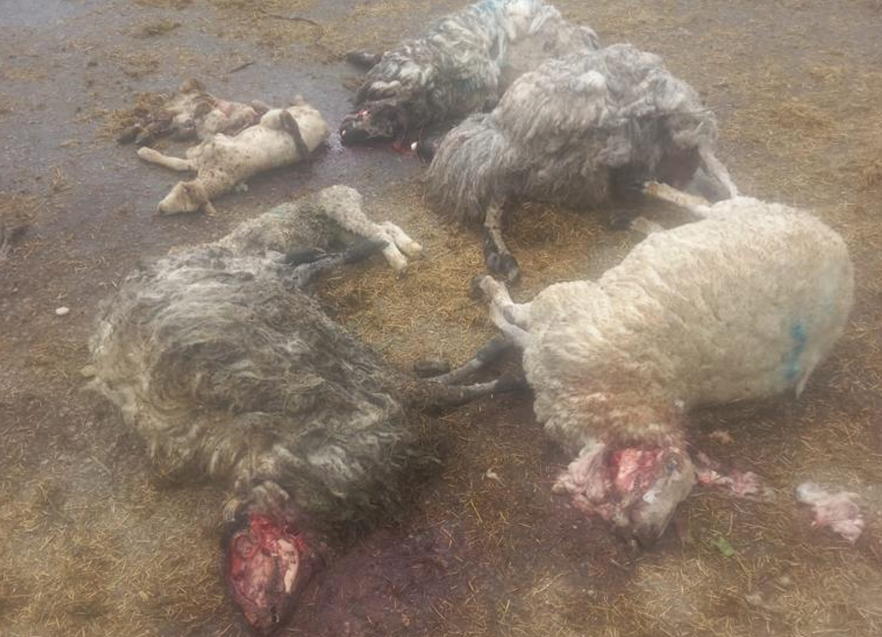 Dog attack on sheep in Co. Limerick Image Source: Noel Woulfe