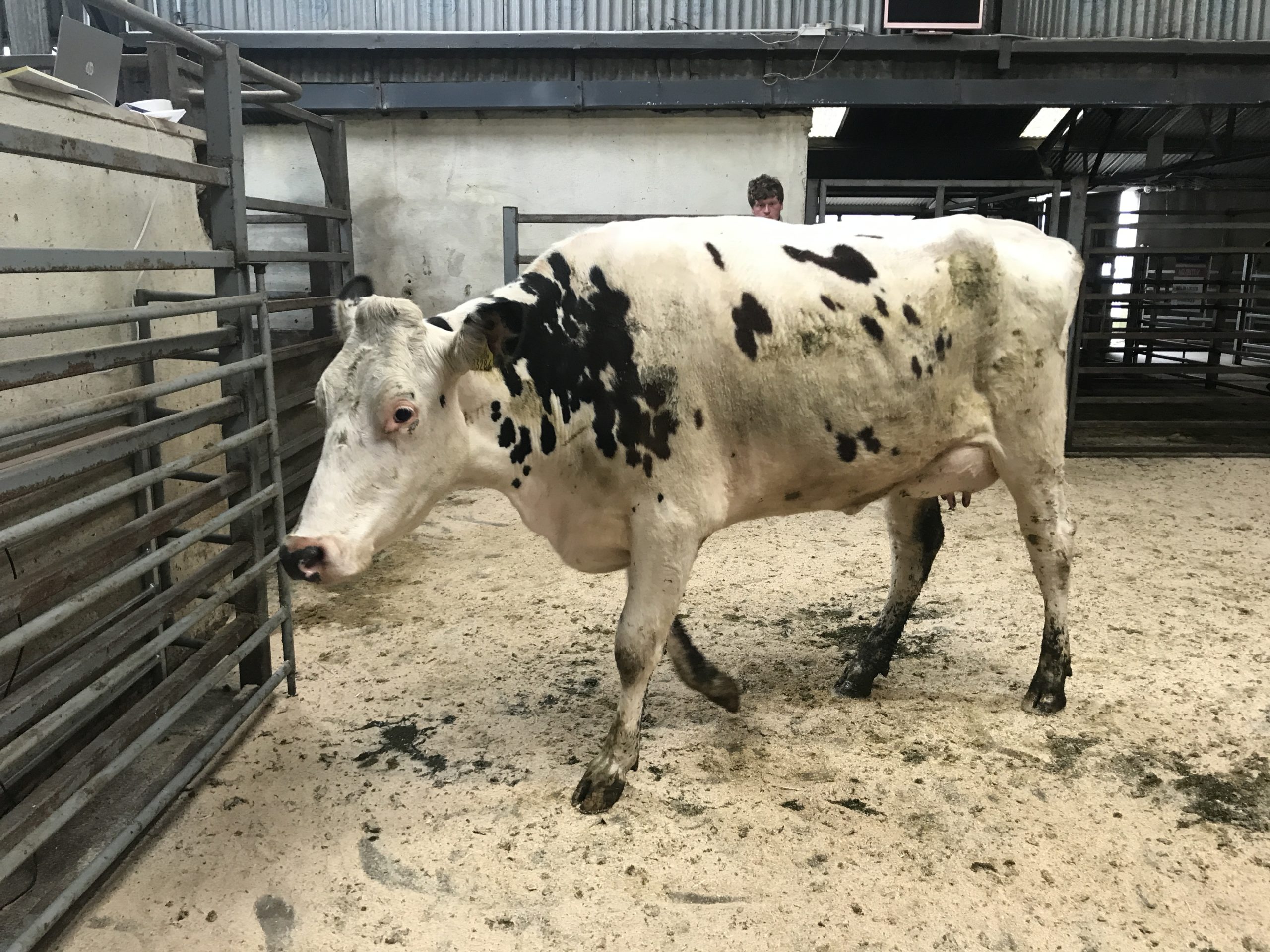 This MVP-sired heifer sold for €1,780