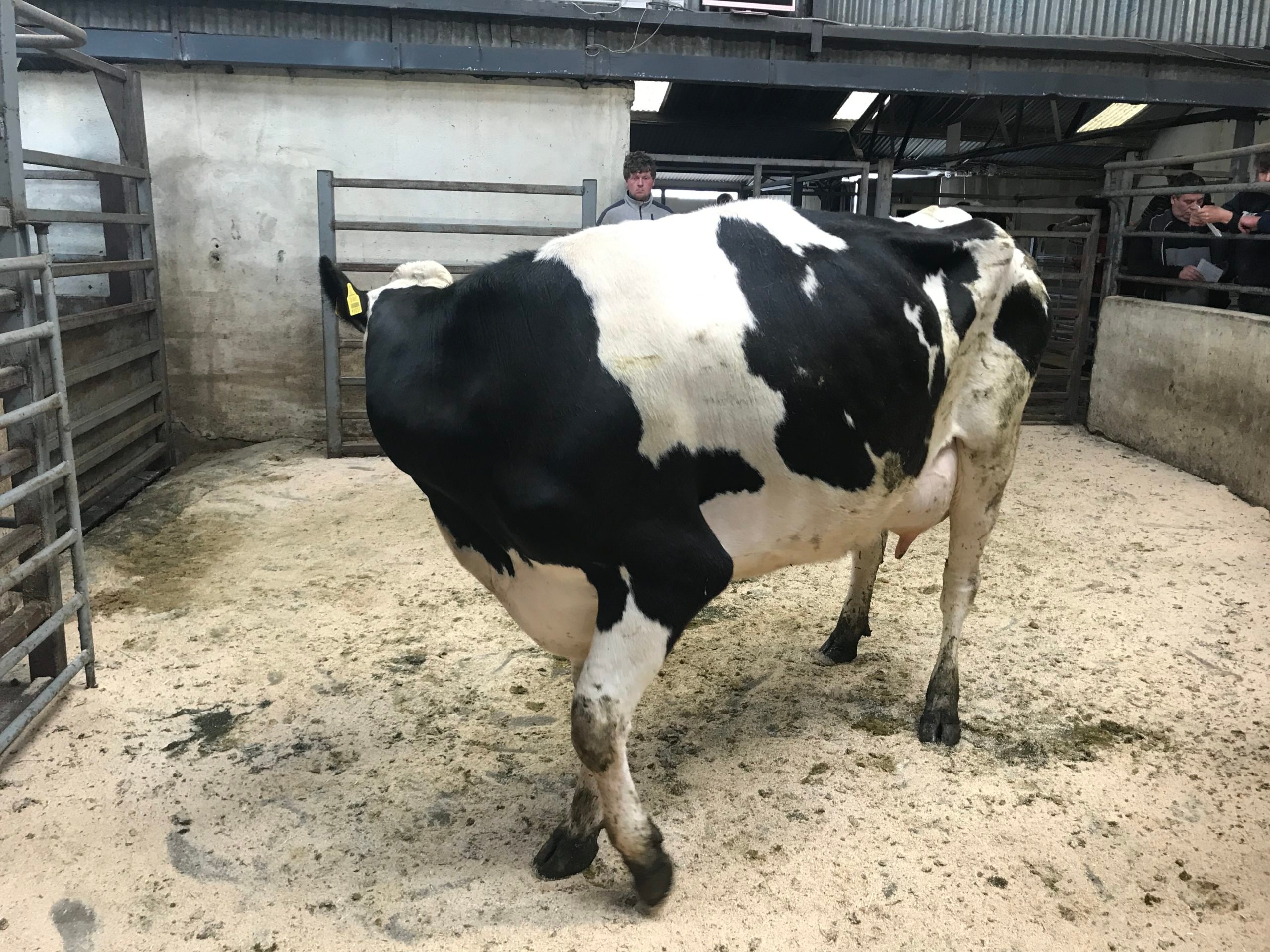 This second-lactation cow sold for €1,940