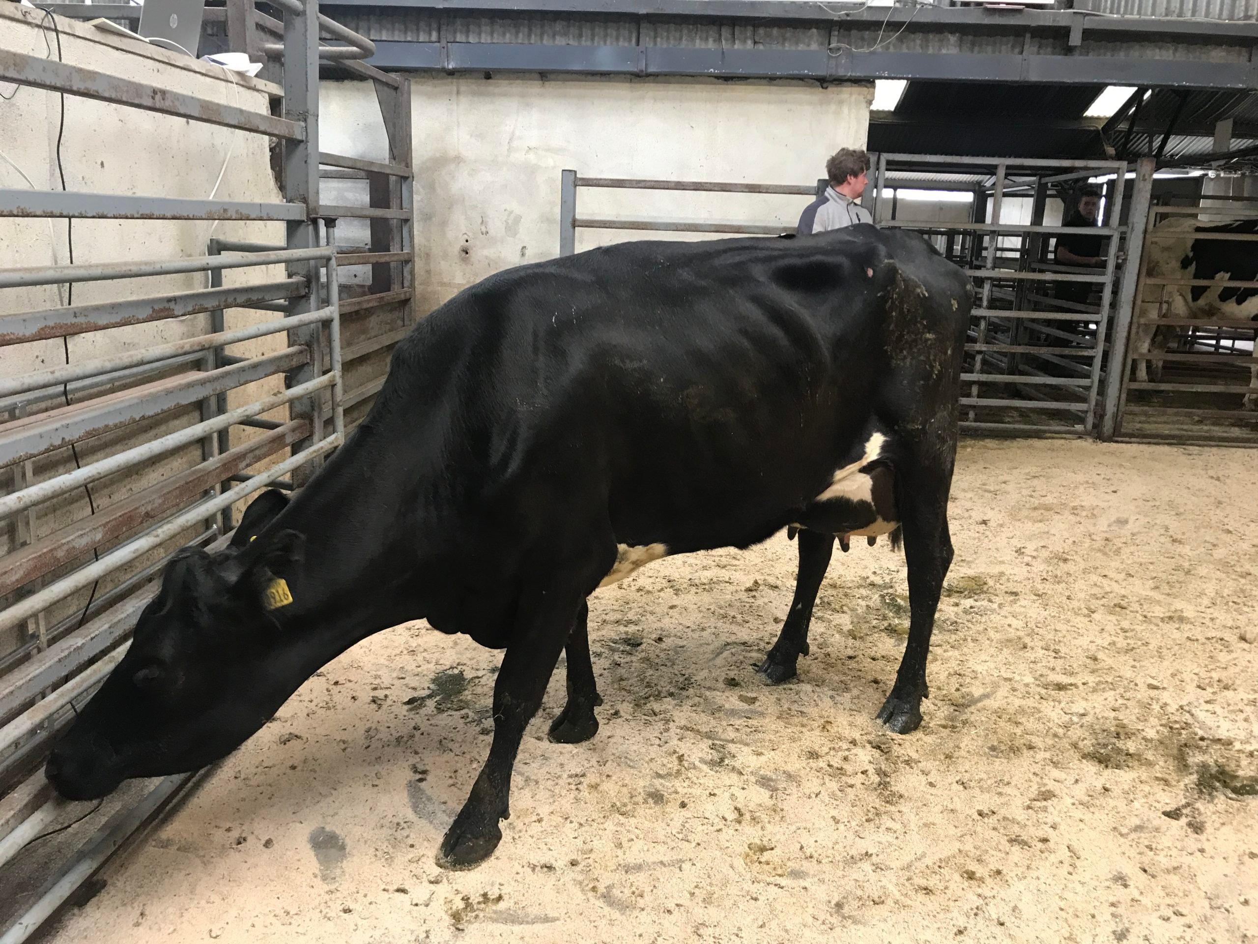 This second-lactation cow sold for €1,800
