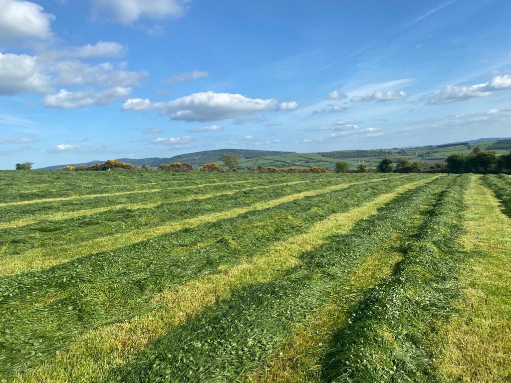 Some of the ground that was cut for silage on the ABP Demo Farm this year