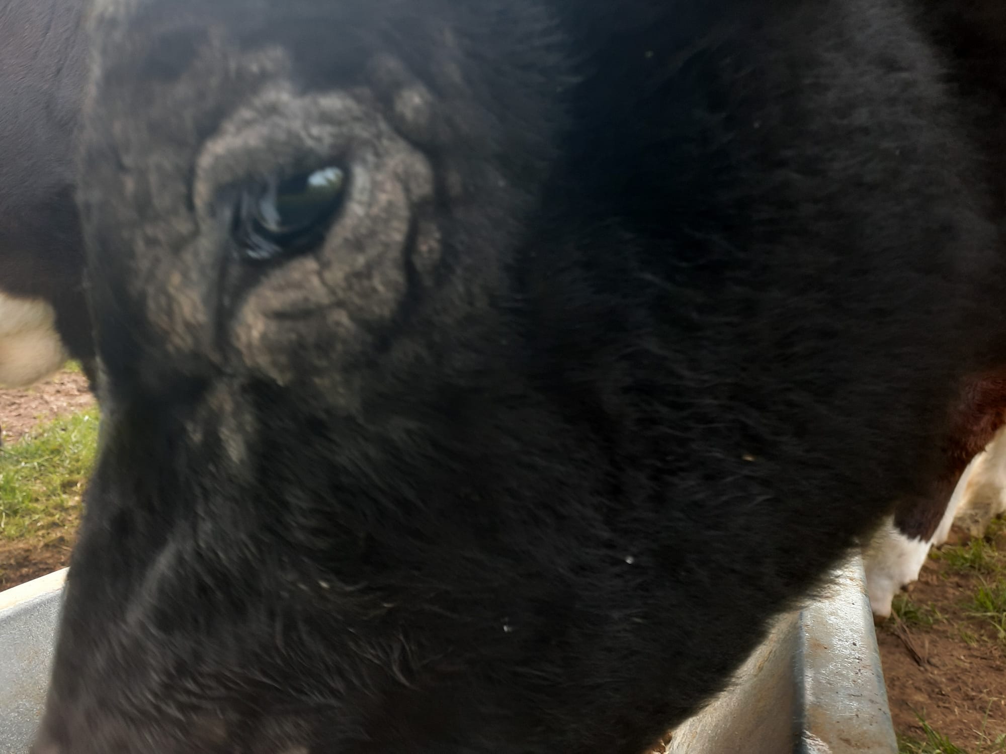 One of Molloy's calves was being treated for ringworm on it's eye