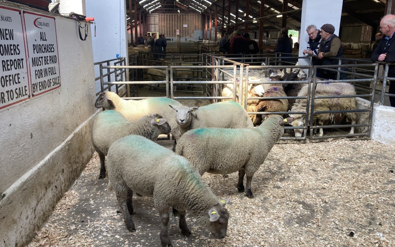 Spring lambs on offer at Cahir Mart on Tuesday