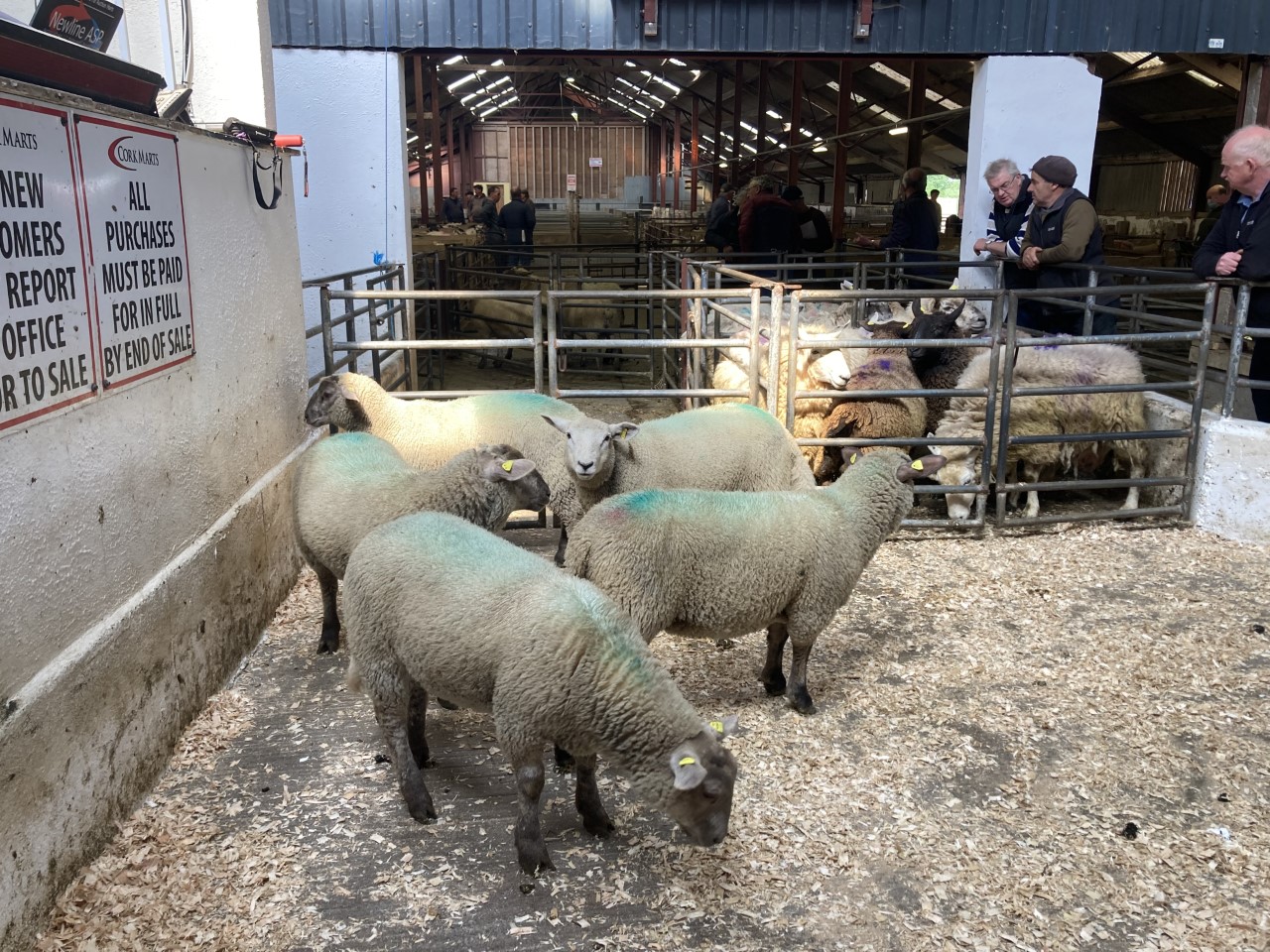 Spring lambs on offer at Cahir Mart on Tuesday