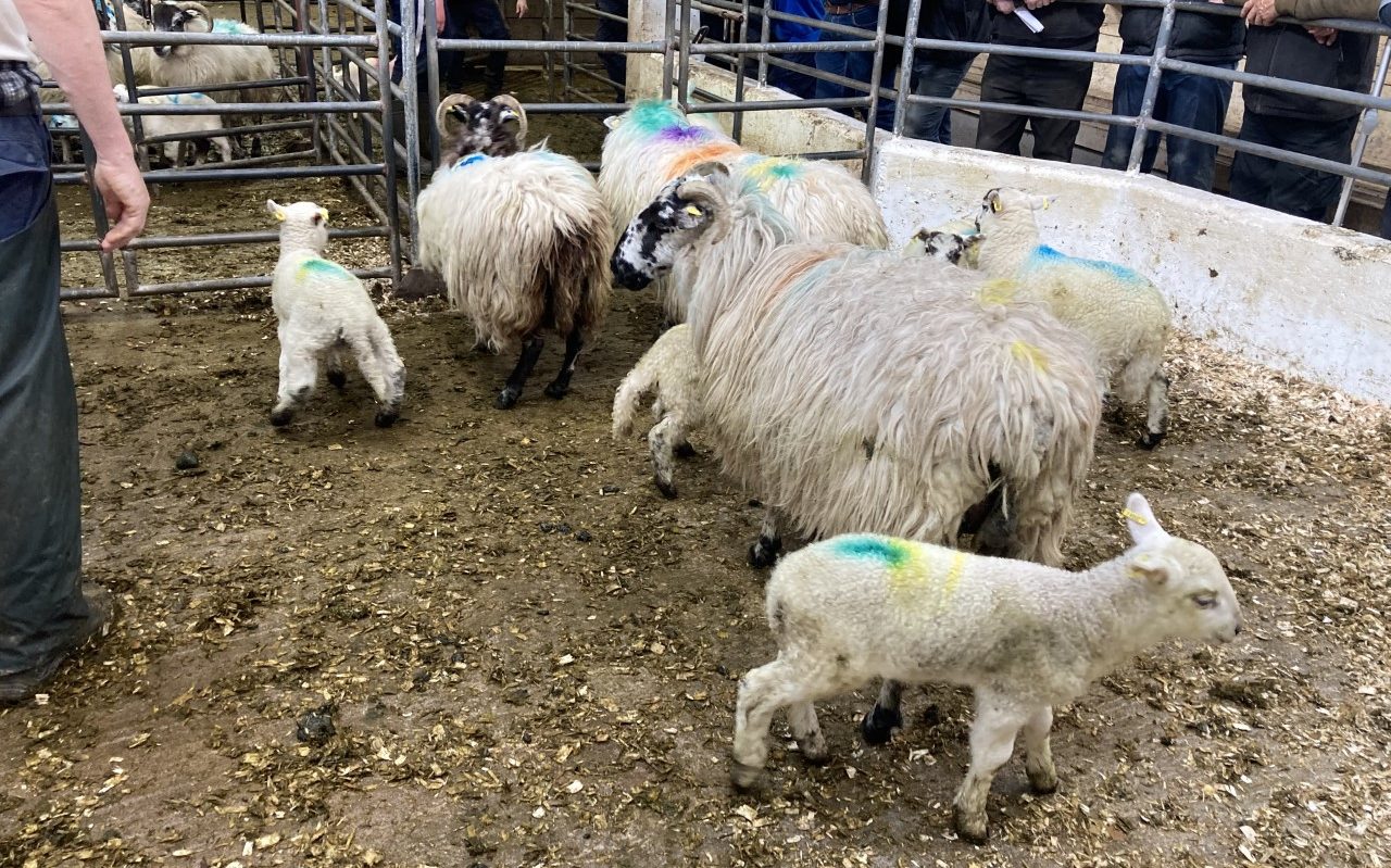 Ewes with lambs at foot at Cahir Mart on Tuesday