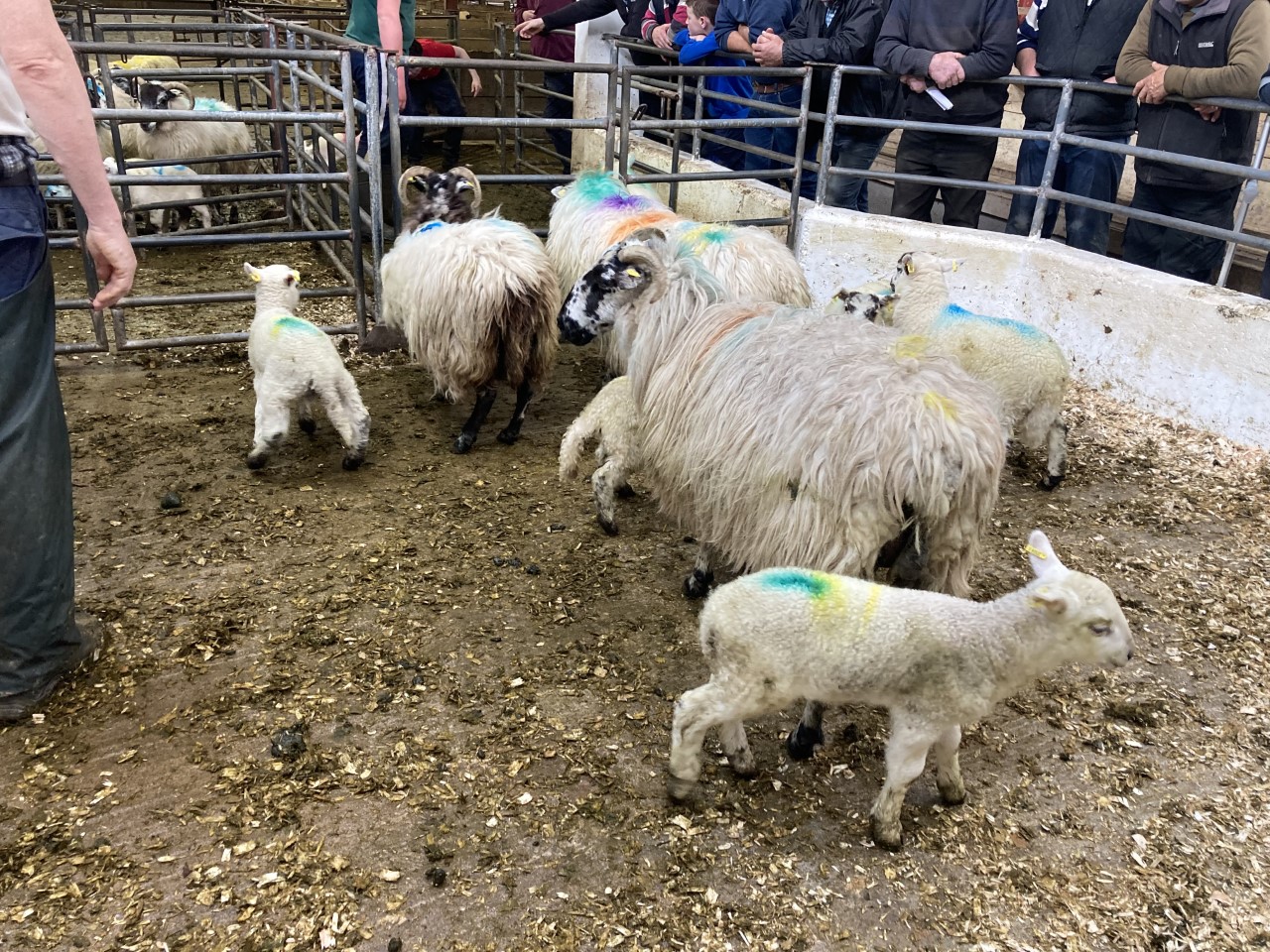 Ewes with lambs at foot at Cahir Mart on Tuesday