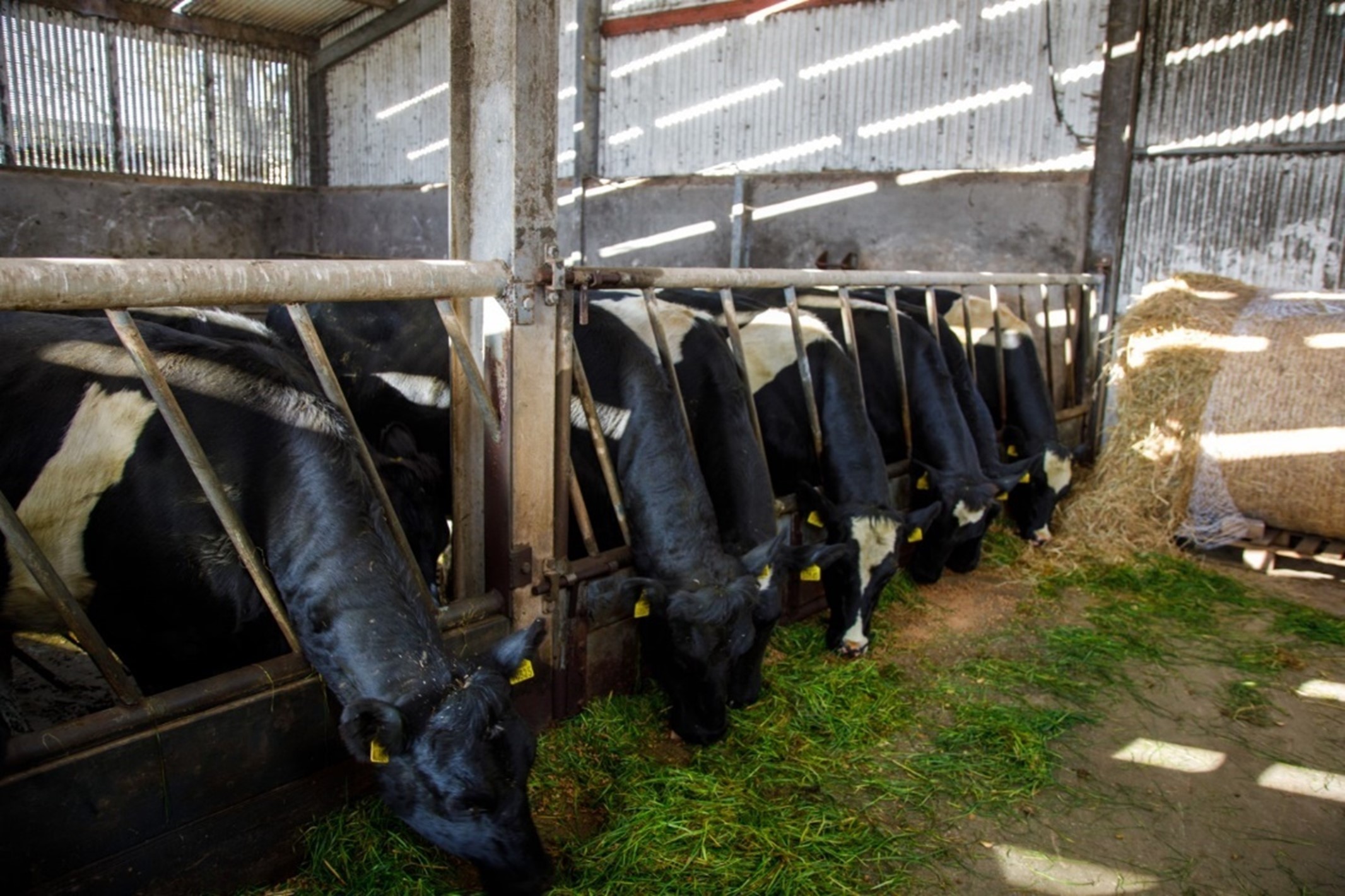 Happy cattle grazing in a shed powered by solar PV
