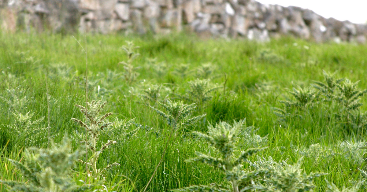 As well as crippling grass dry matter yields, thistles are an animal health risk, spreading diseases such as orf, pink eye and mastitis