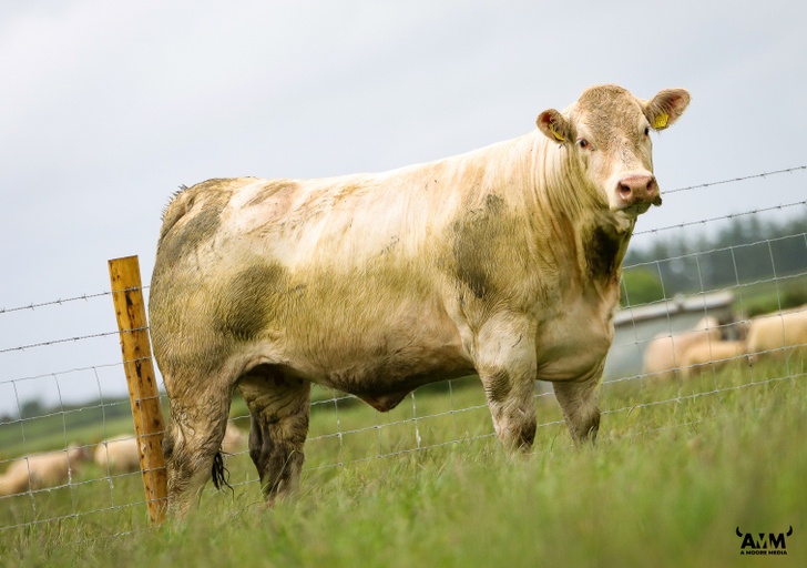 Lot 1 sold for €3,600