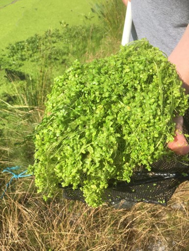 Duckweed