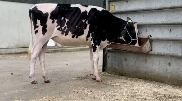 Lot 30: Hallow Cheif AbrakzooSold for 4,550Image source: Carnaross Mart