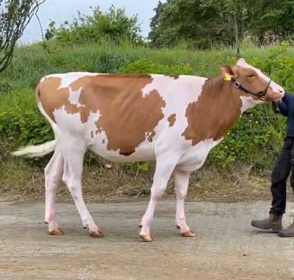 Lot 24: Ballyboy Awsome Twizzle Red ETSold for 8,000gnsImage source: Carnaross Mart