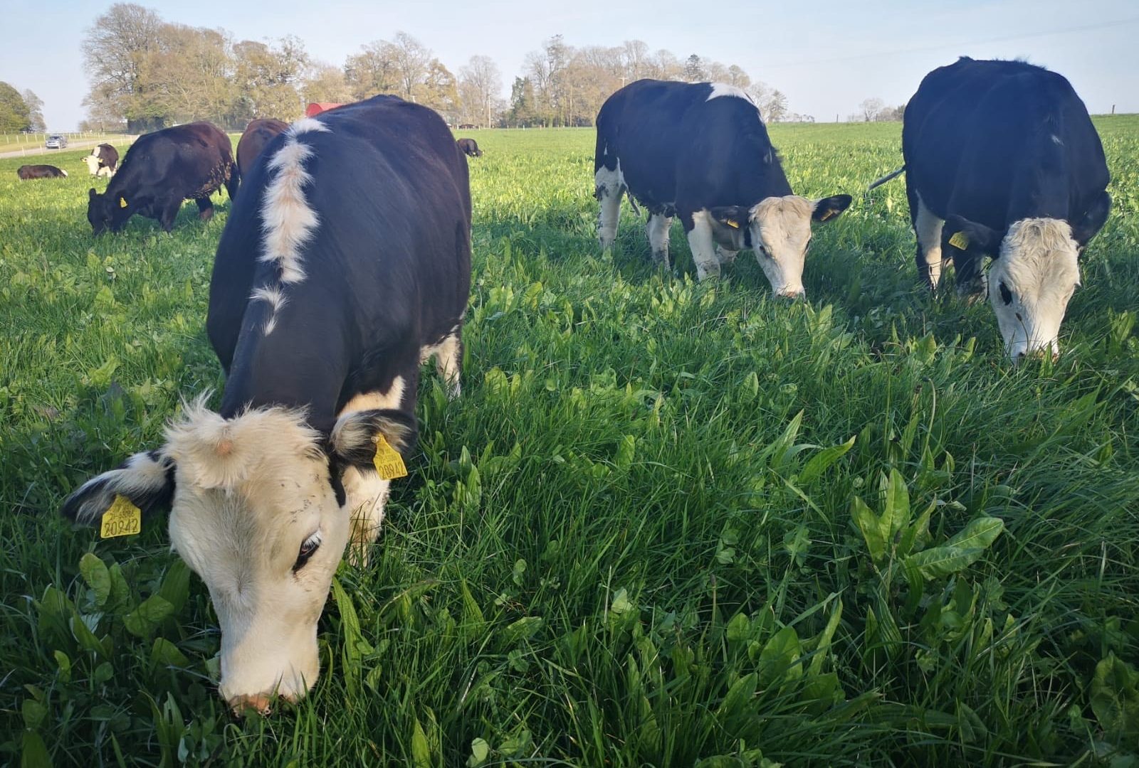 Cattle grazing a multi-species sward on the Devenish lands at Dowth, Co. Meath