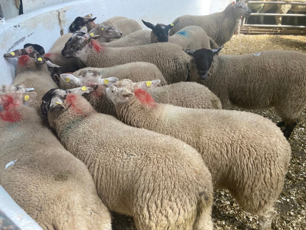 This pen of 48.8kg lambs sold for €172/head