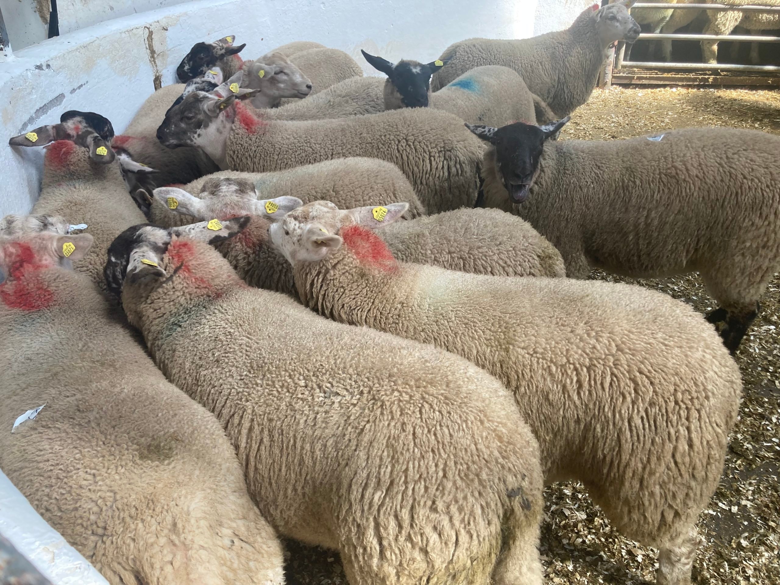 This pen of  48.8kg lambs sold for €172/head